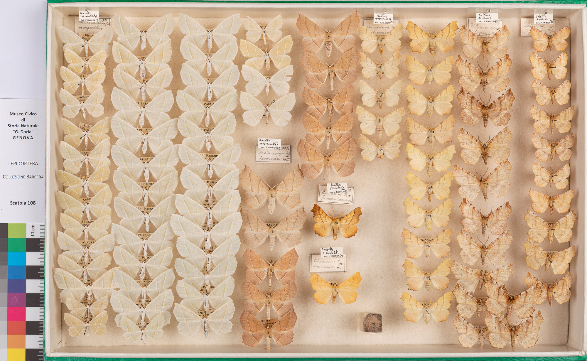 Scatola di farfalle (insieme)