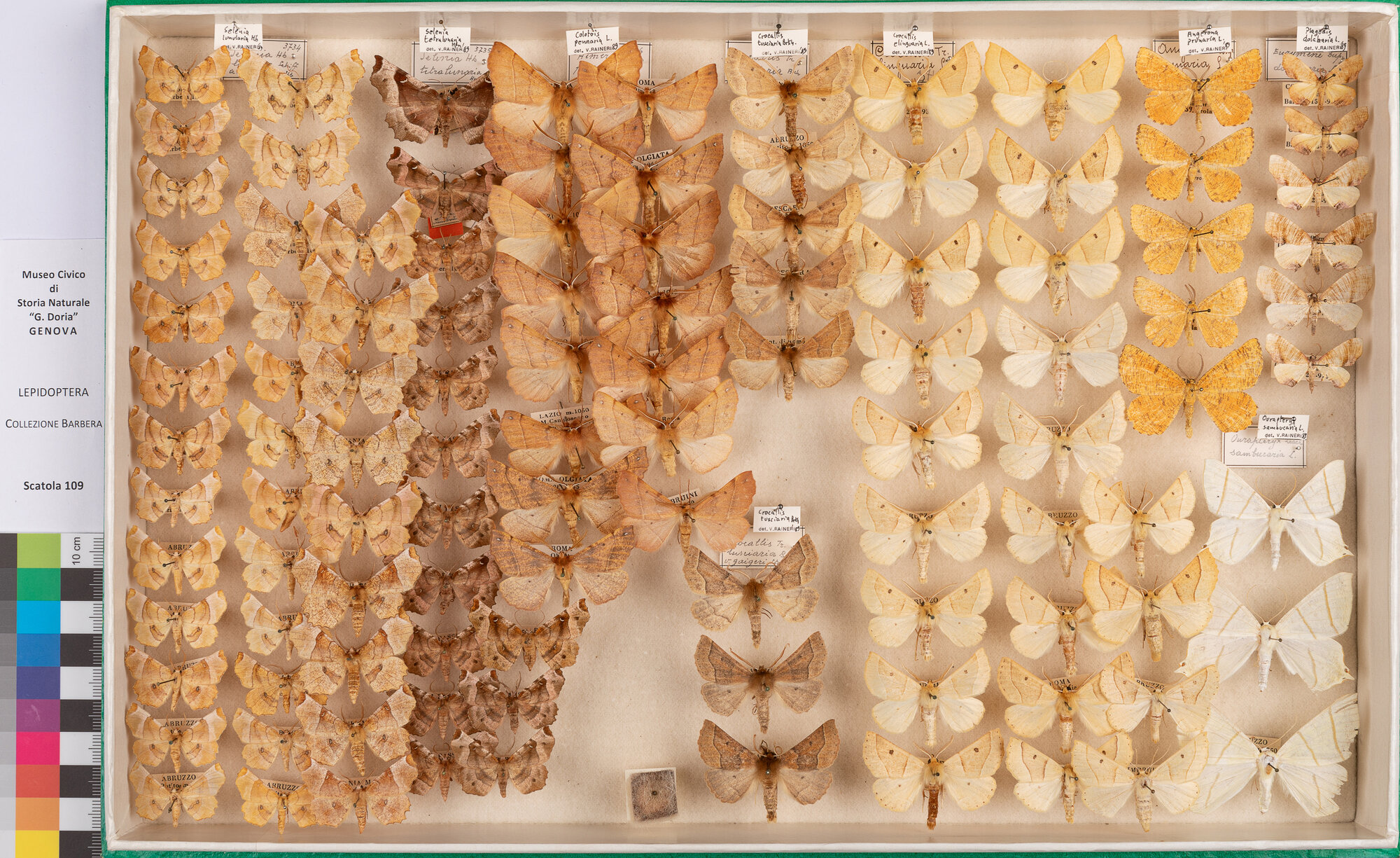 Scatola di farfalle (insieme)