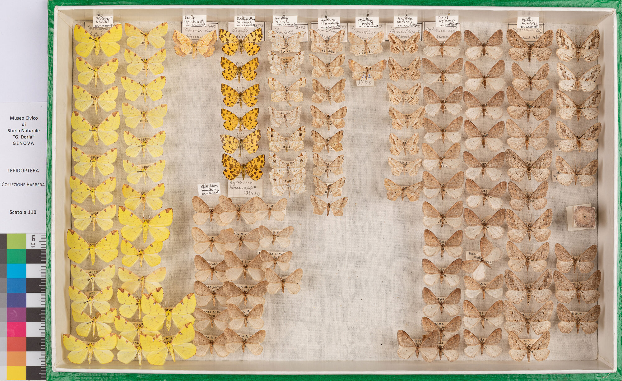 Scatola di farfalle (insieme)