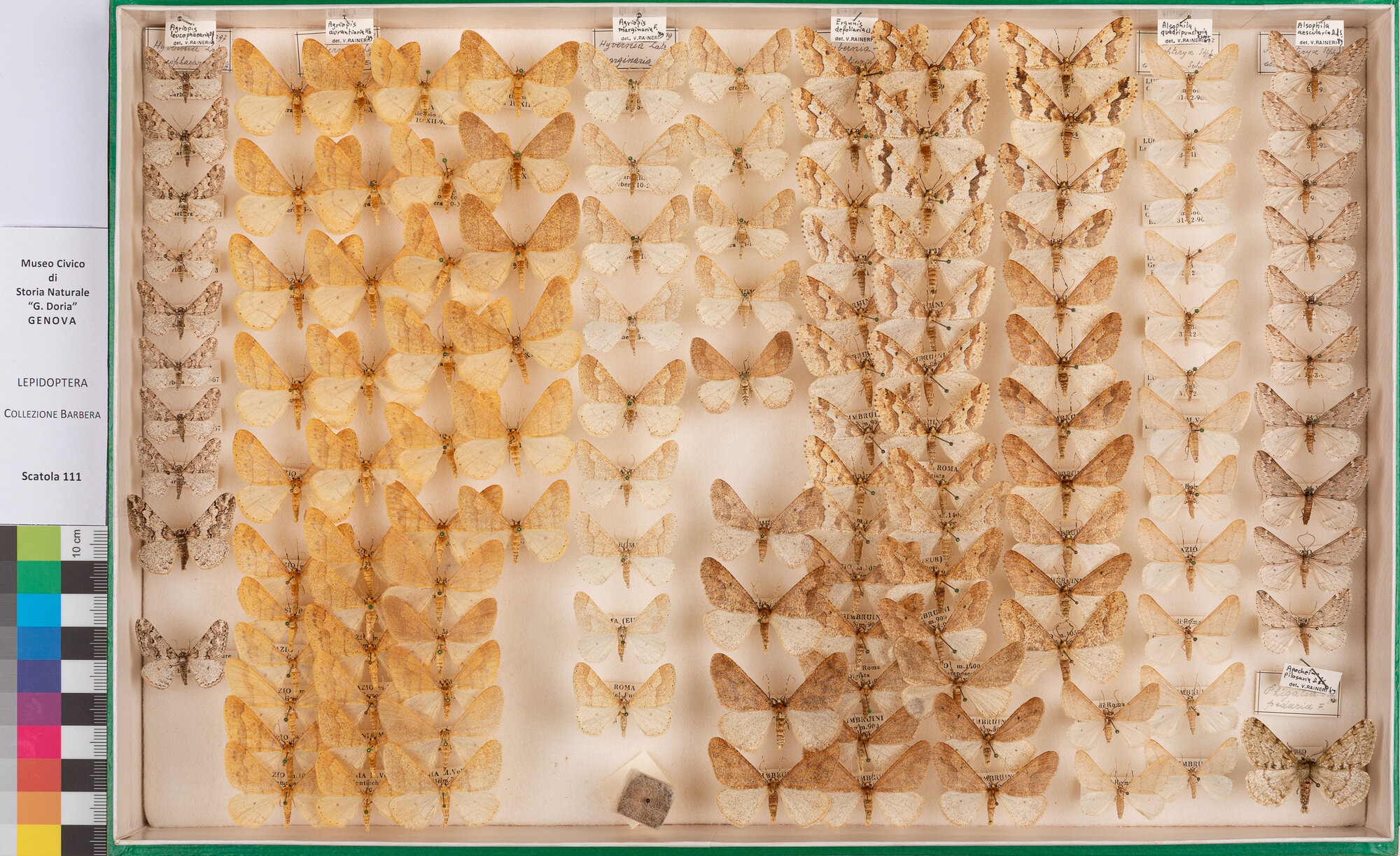 Scatola di farfalle (insieme)