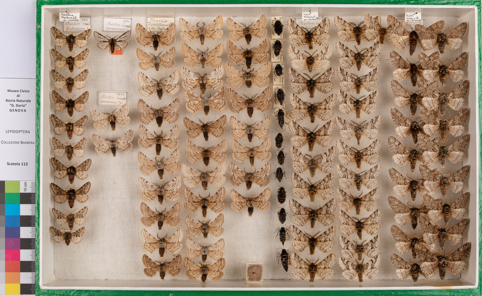 Scatola di farfalle (insieme)