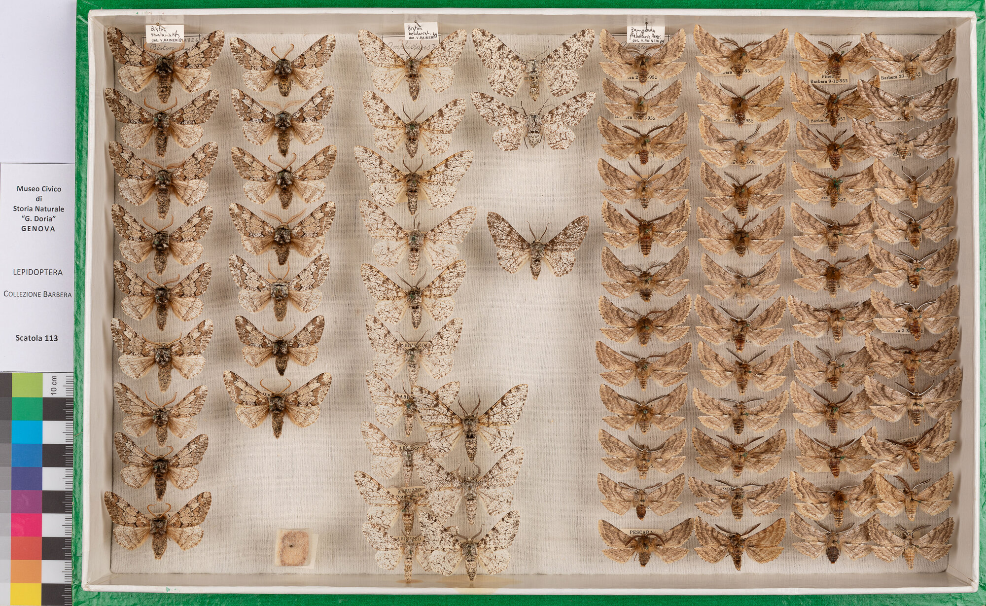 Scatola di farfalle (insieme)