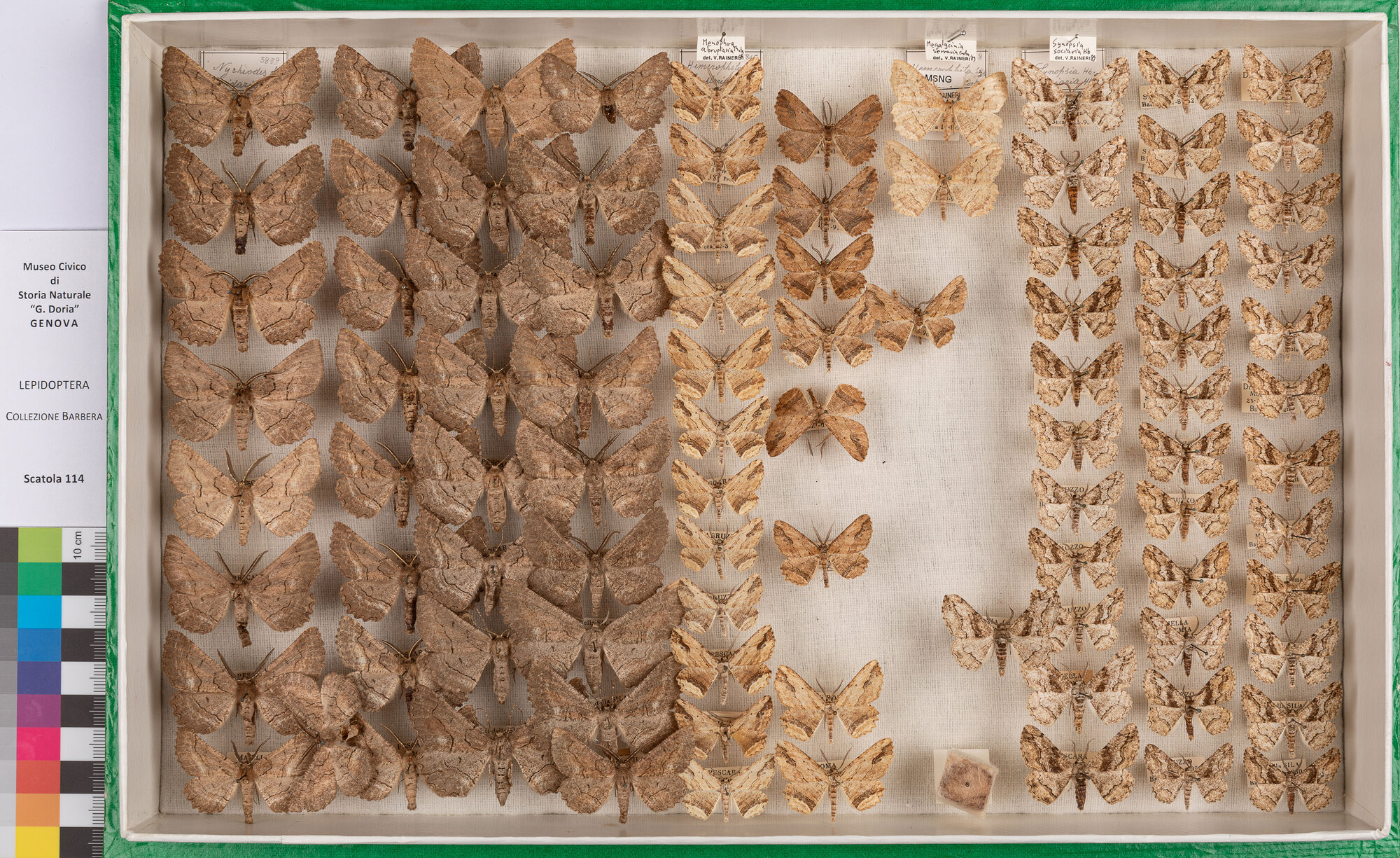 Scatola di farfalle (insieme)