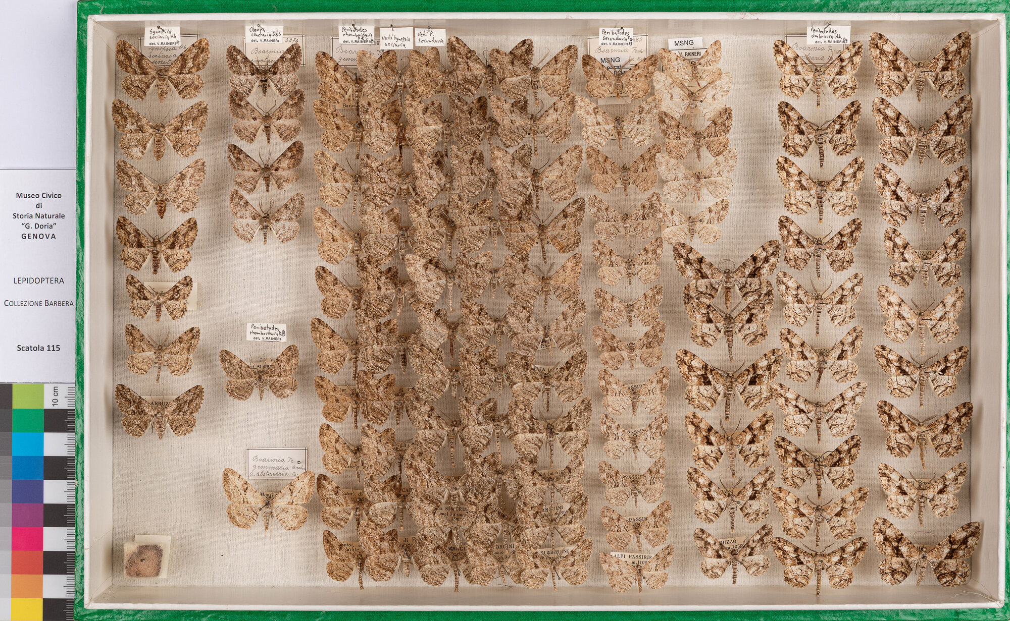 Scatola di farfalle (insieme)