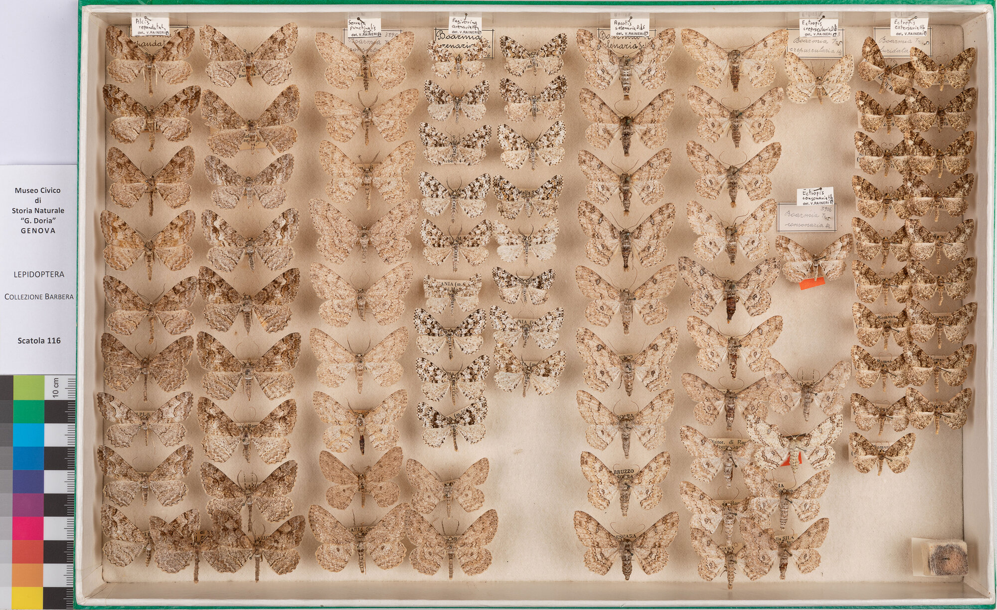 Scatola di farfalle (insieme)