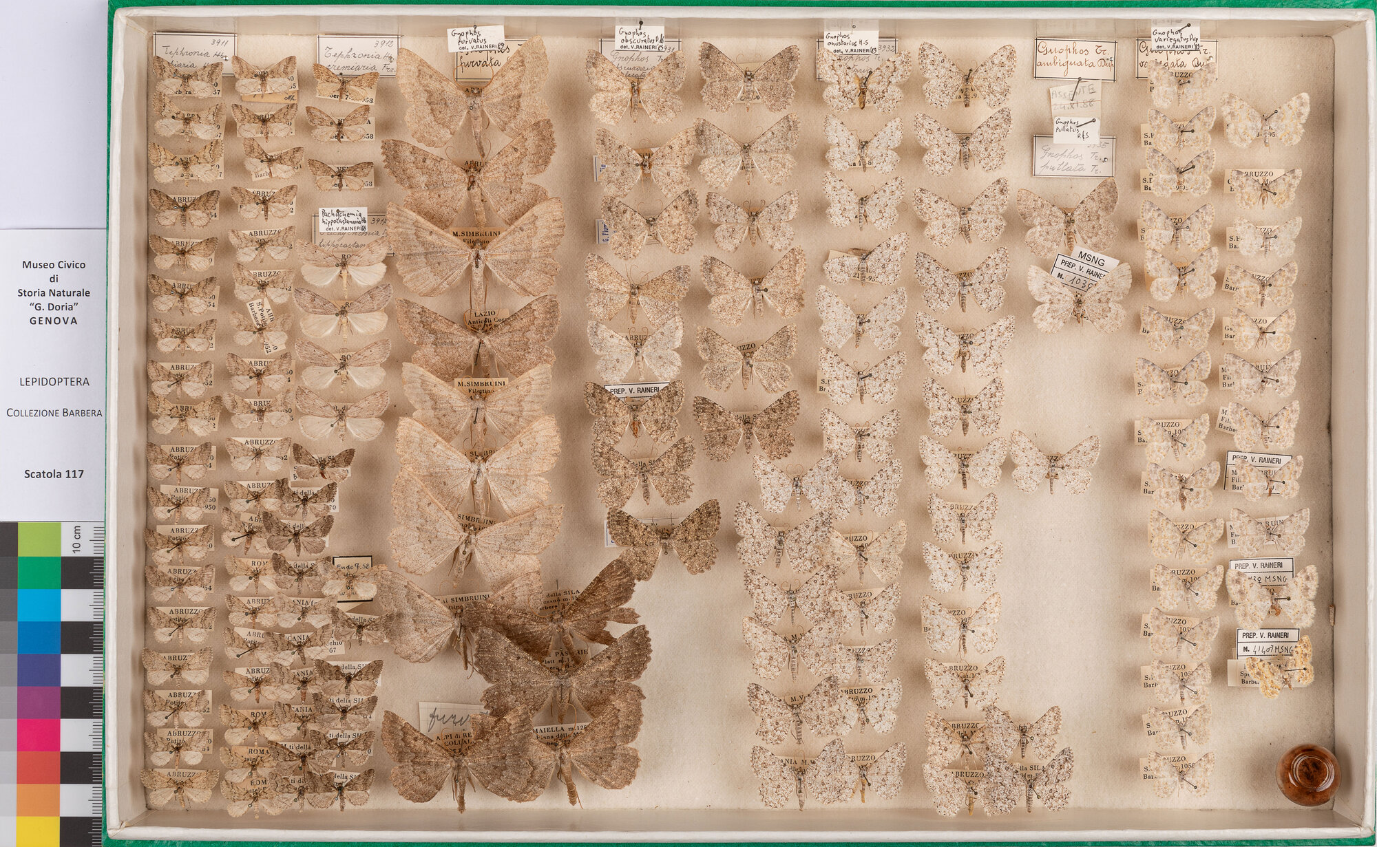 Scatola di farfalle (insieme)