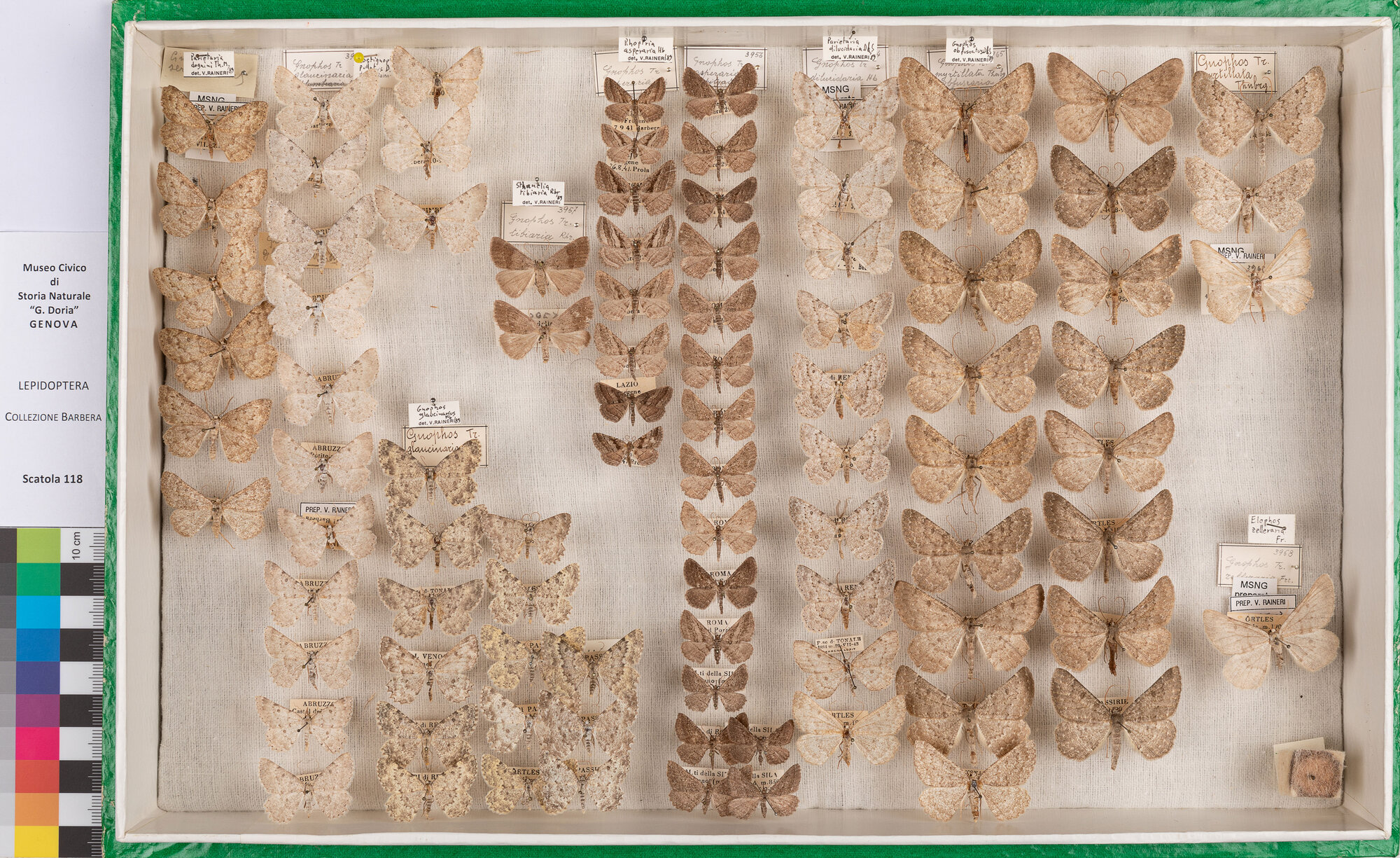 Scatola di farfalle (insieme)