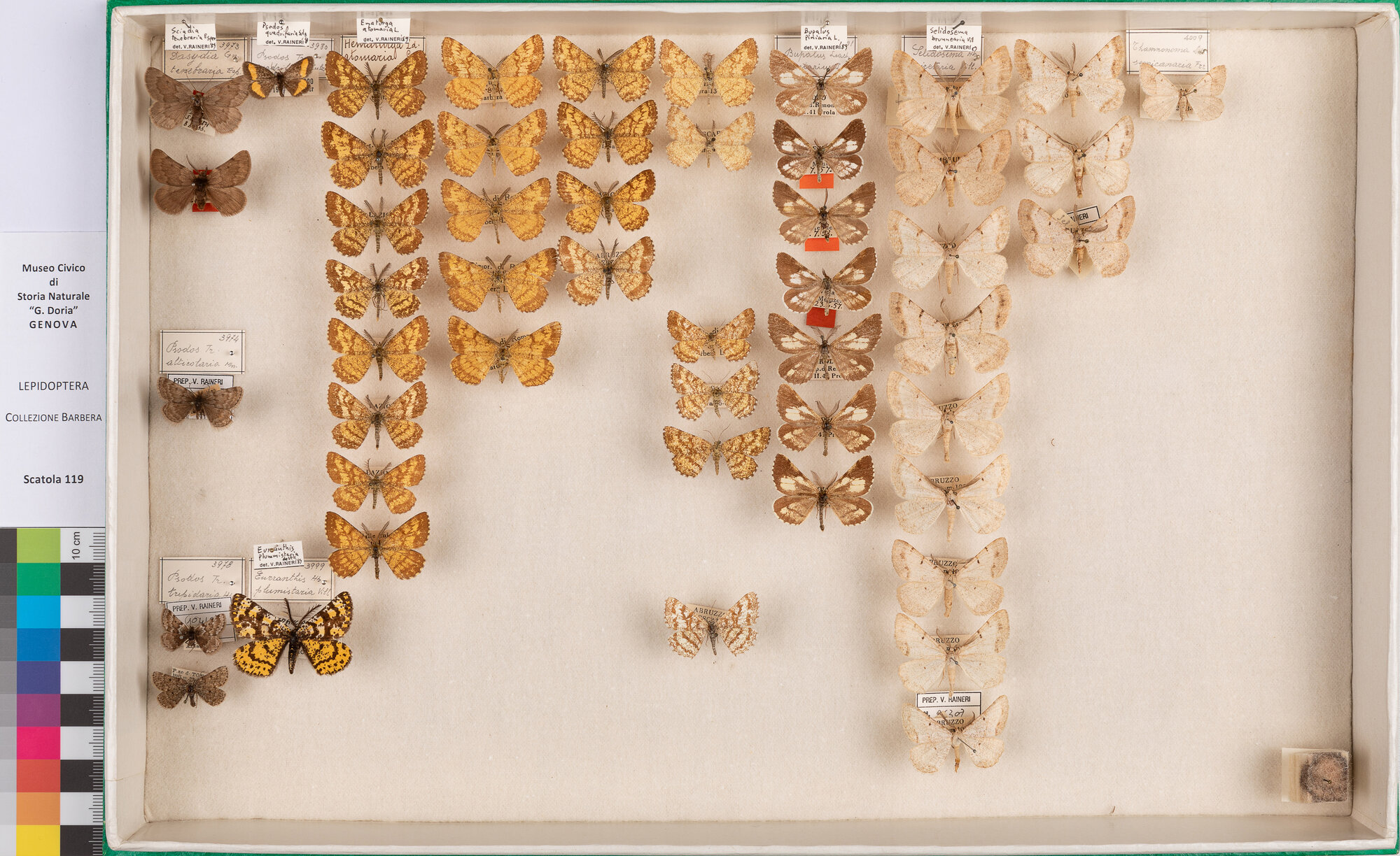 Scatola di farfalle (insieme)