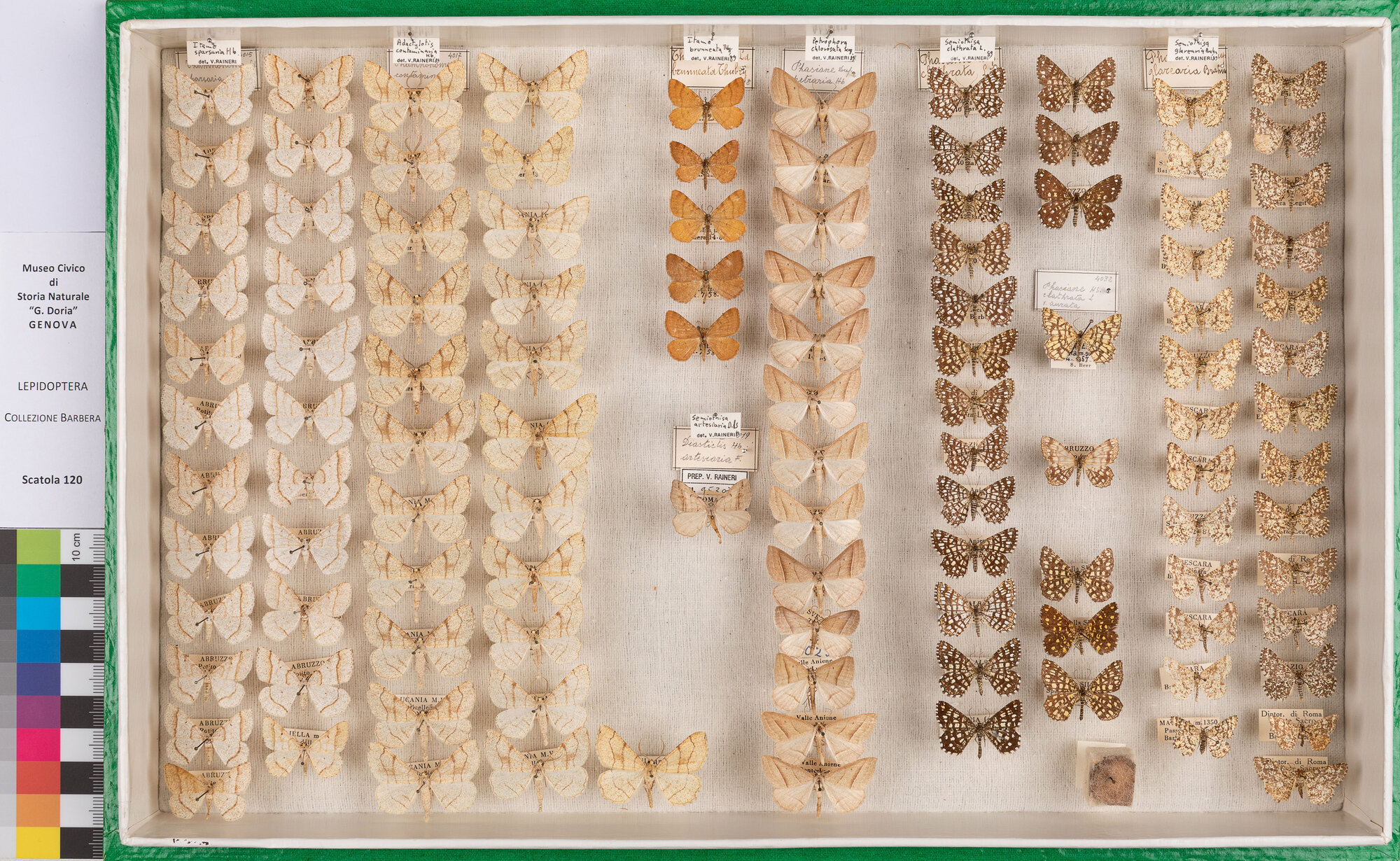 Scatola di farfalle (insieme)