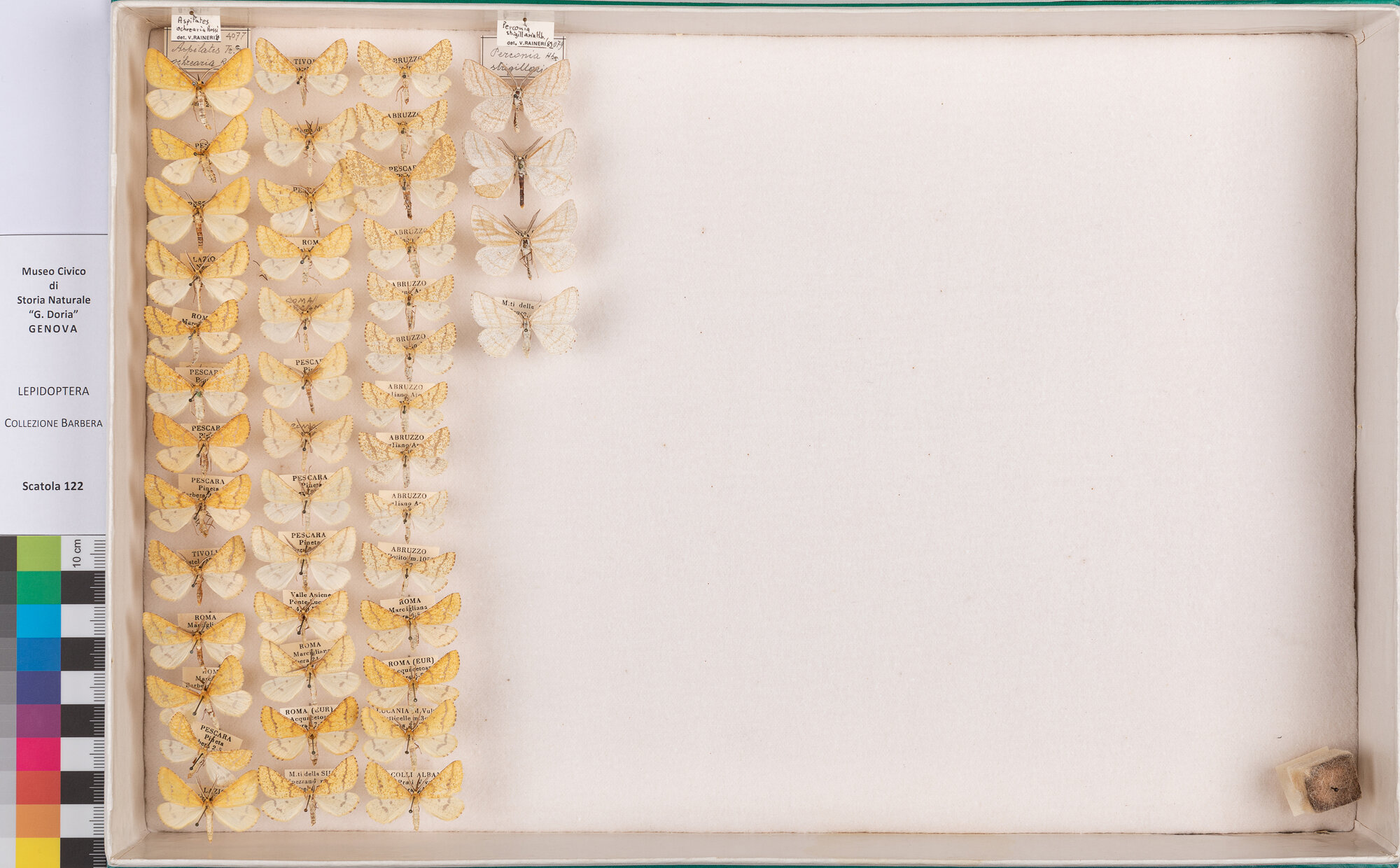 Scatola di farfalle (insieme)