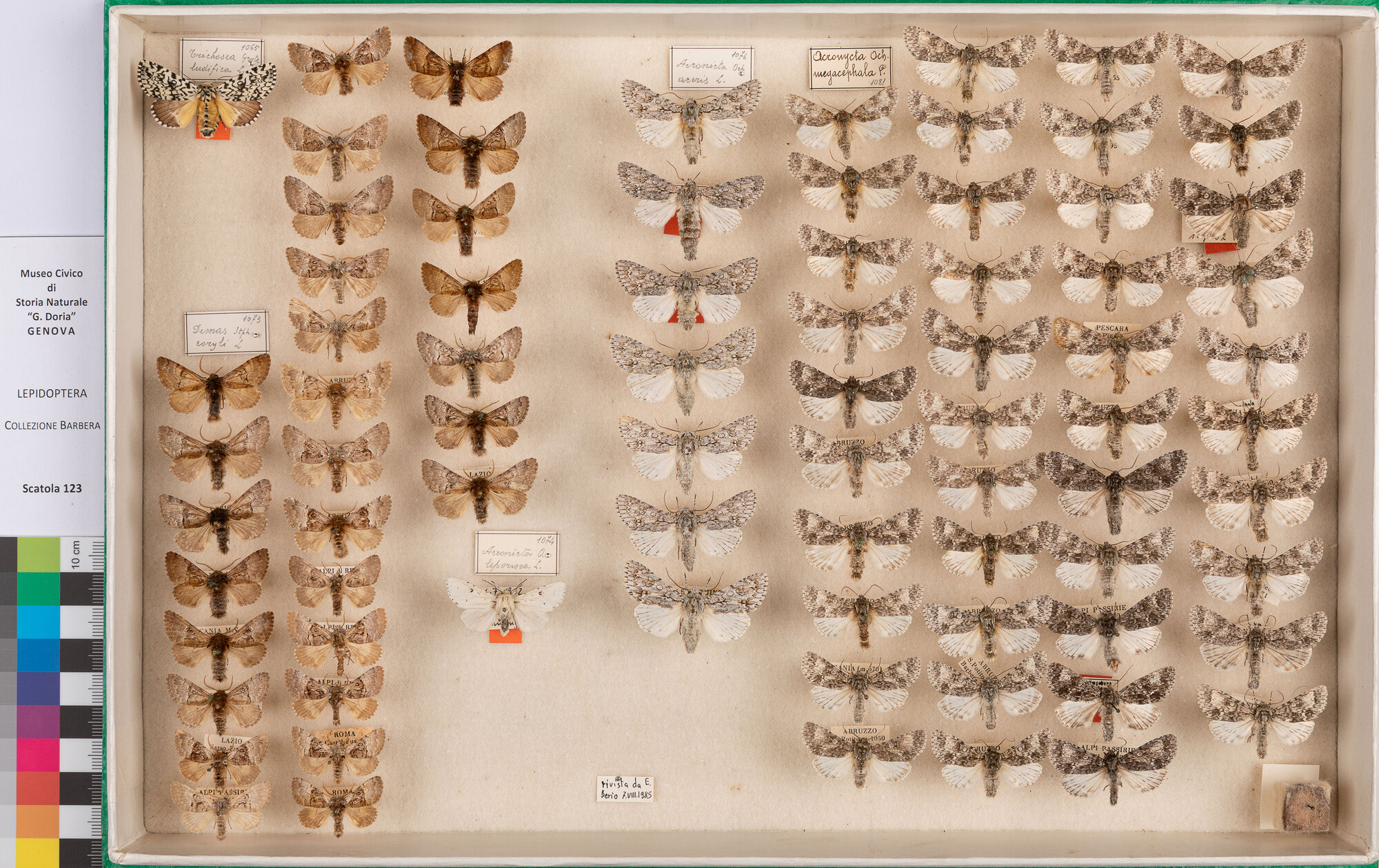Scatola di farfalle (insieme)