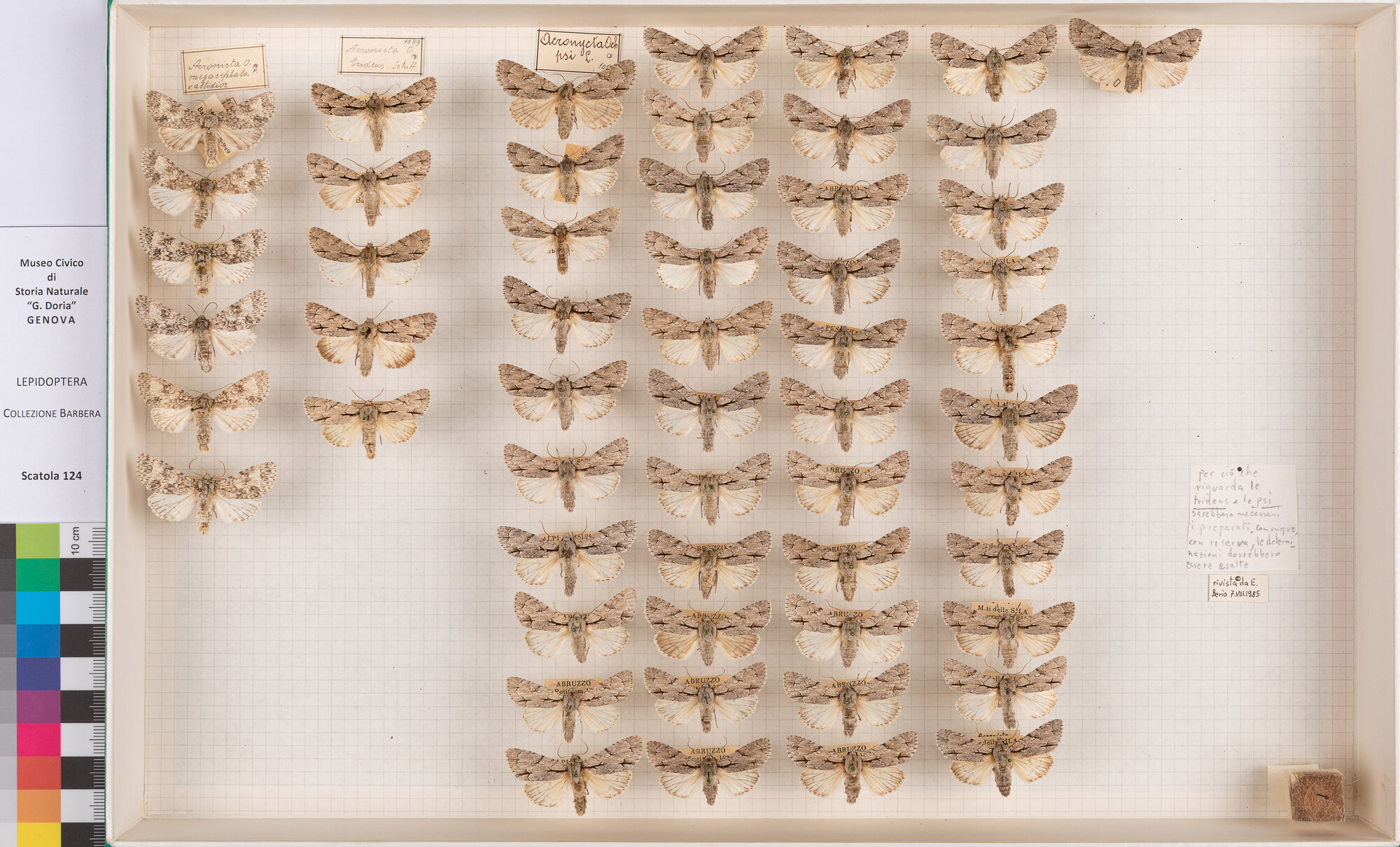 Scatola di farfalle (insieme)