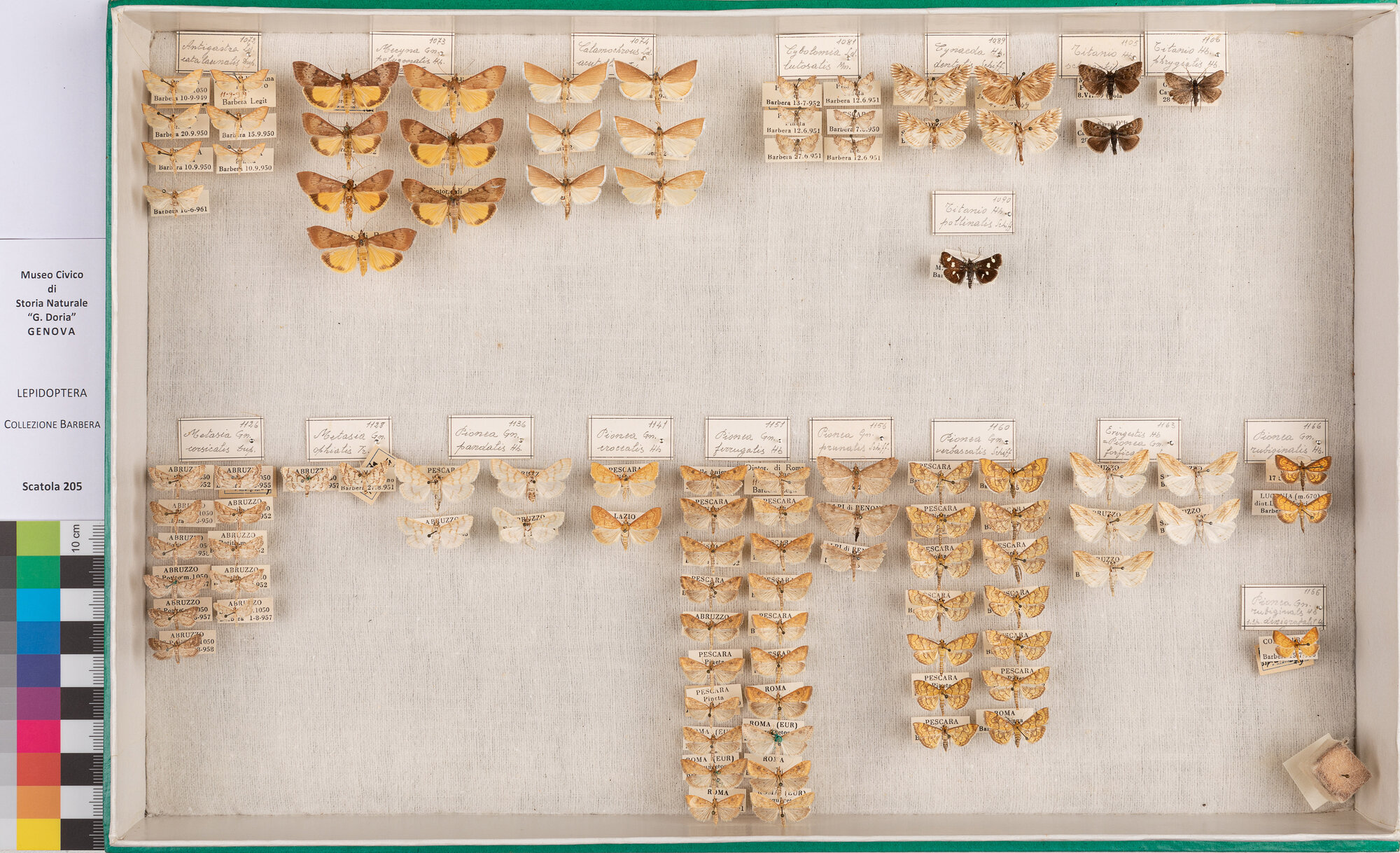 Scatola di farfalle (insieme)