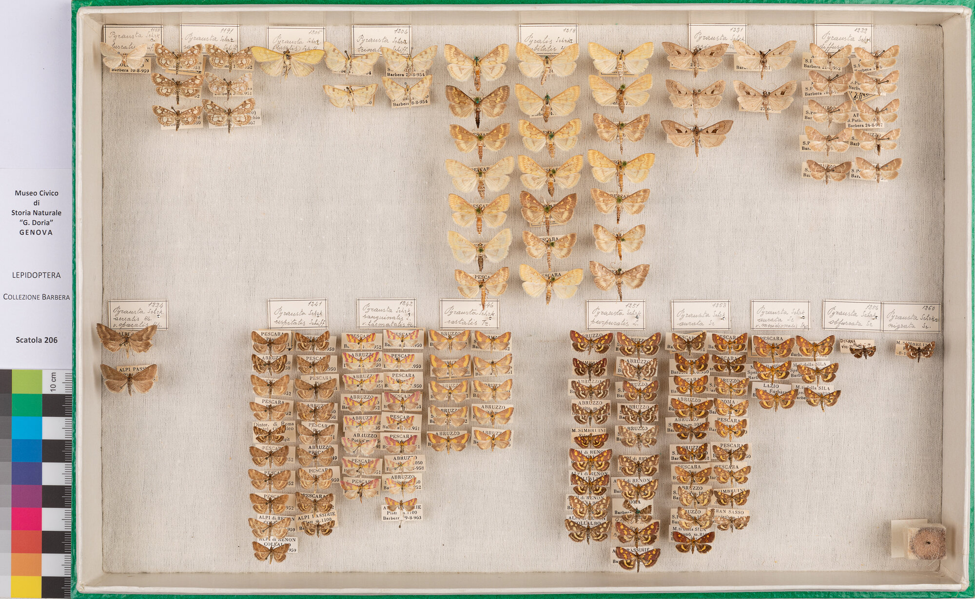 Scatola di farfalle (insieme)