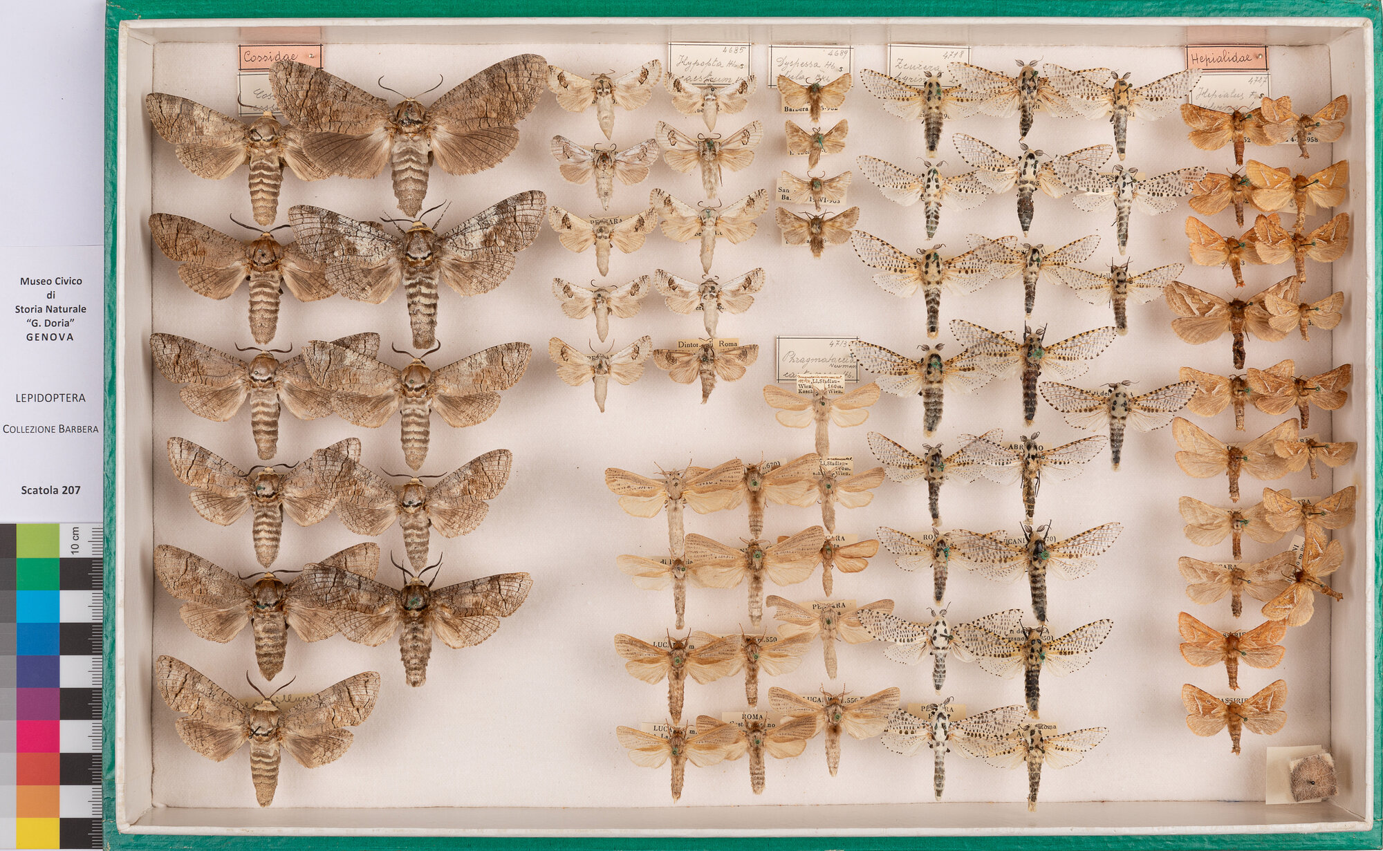 Scatola di farfalle (insieme)