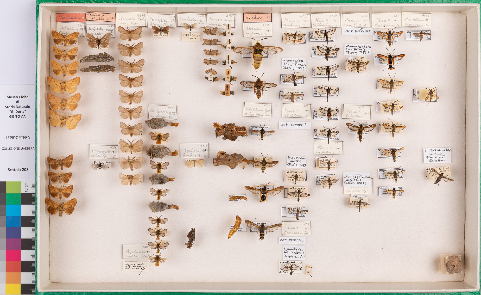 Scatola di farfalle (insieme)