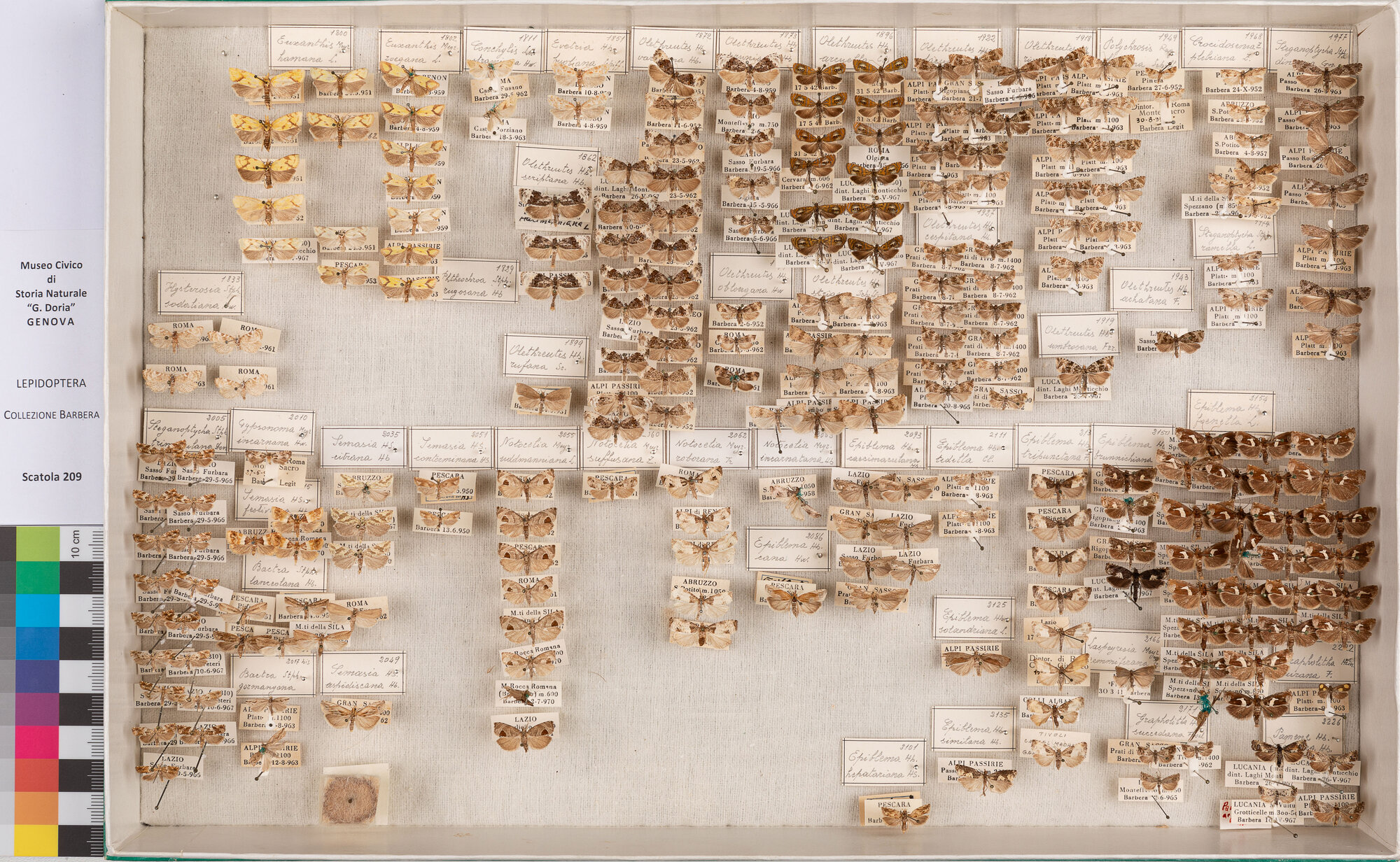 Scatola di farfalle (insieme)