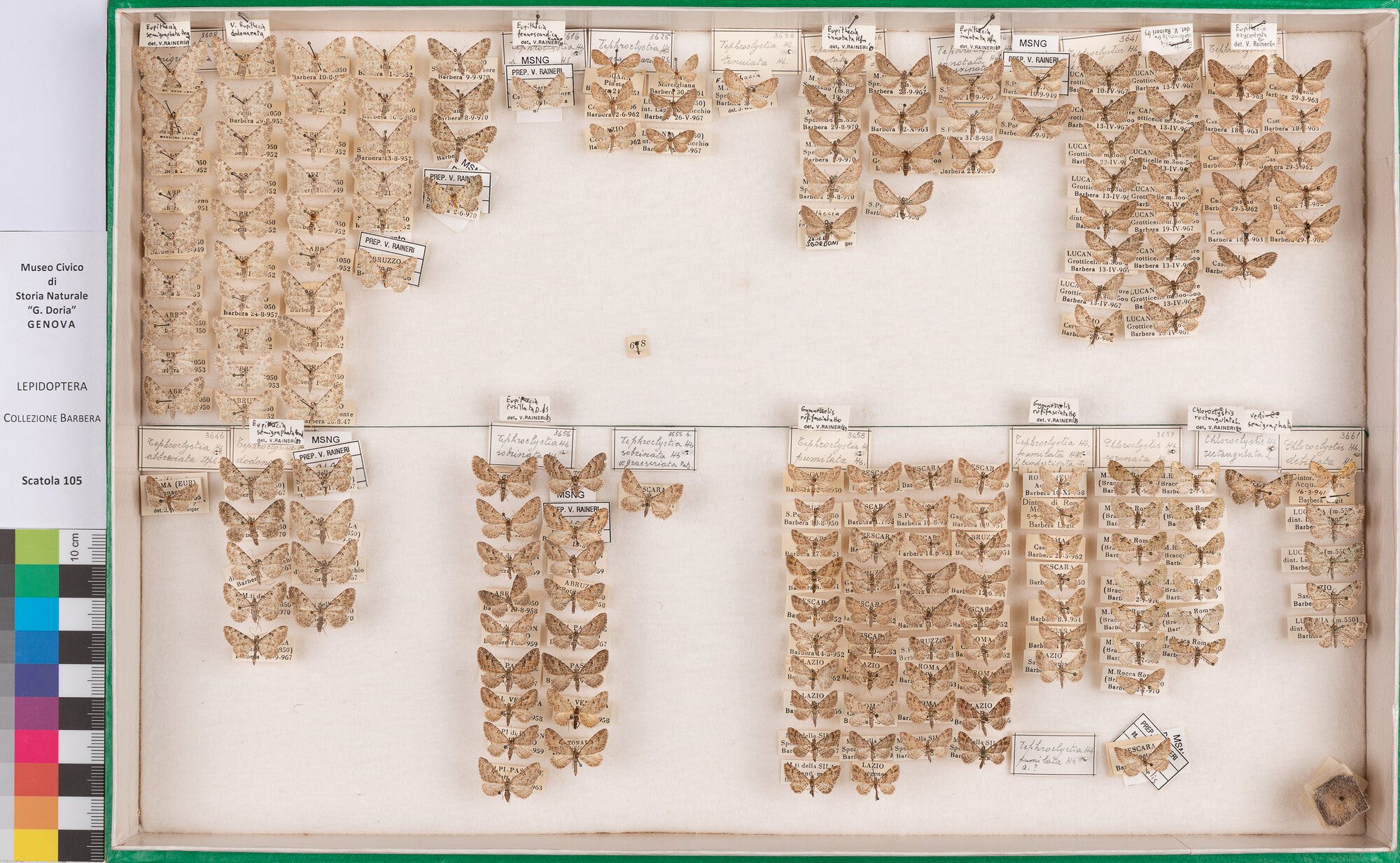 Scatola di farfalle (insieme)