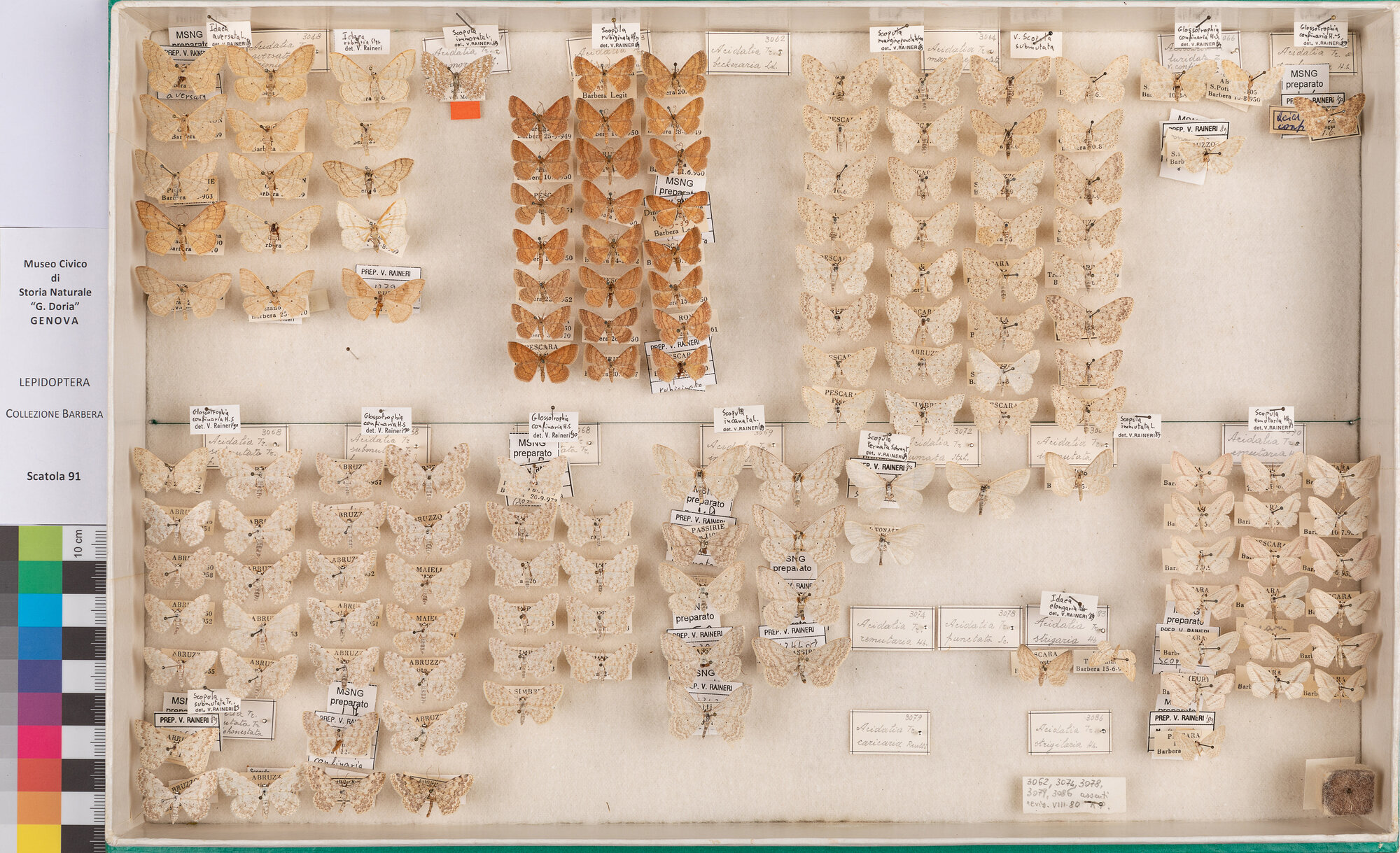 Scatola di farfalle (insieme)