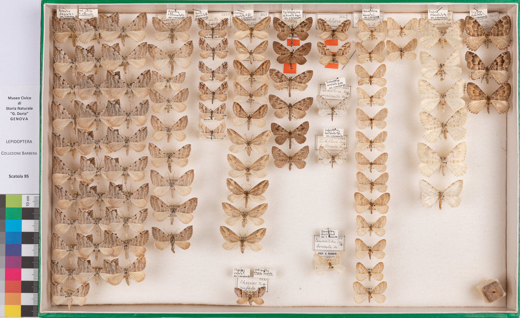 Scatola di farfalle (insieme)