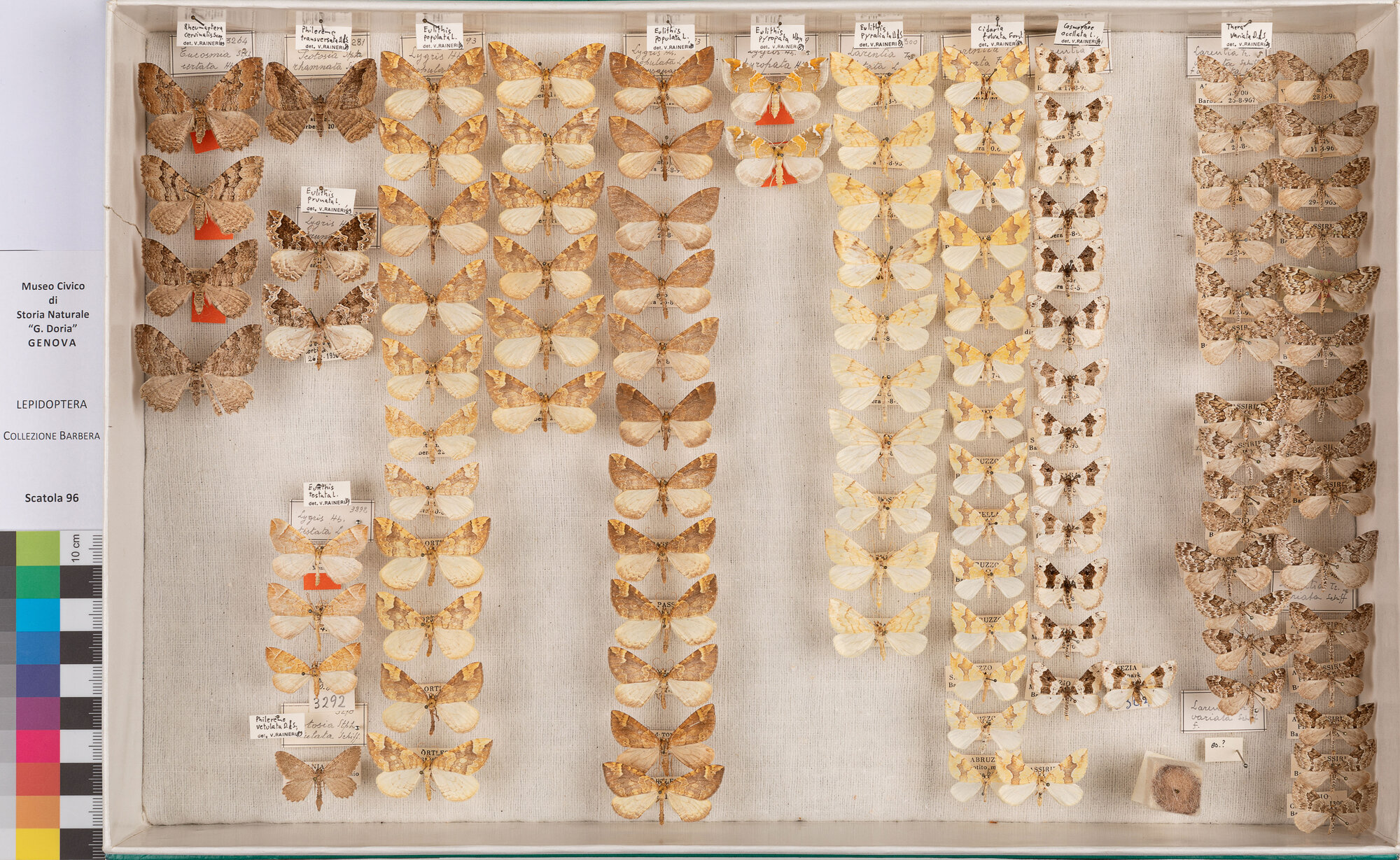 Scatola di farfalle (insieme)