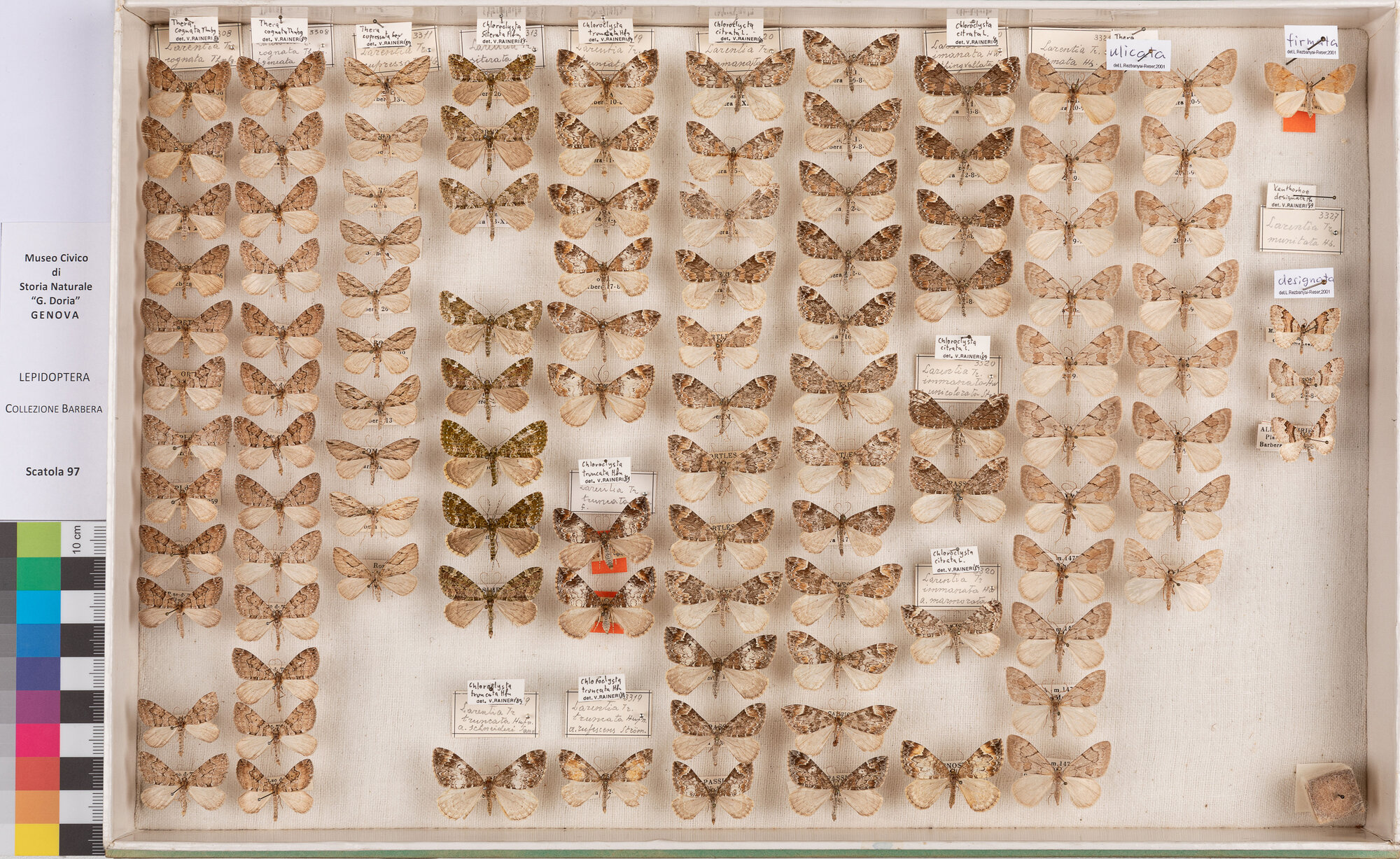 Scatola di farfalle (insieme)