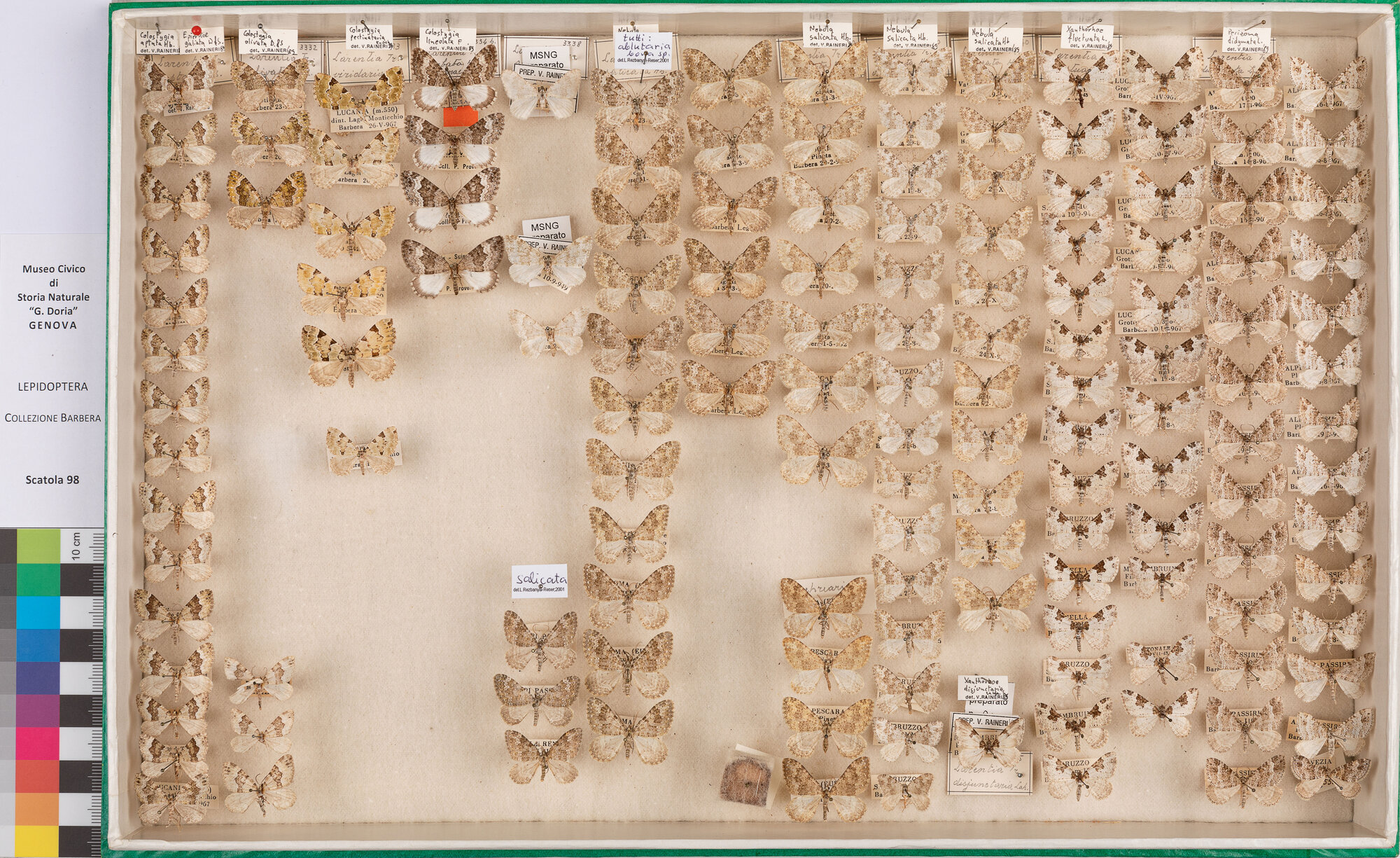 Scatola di farfalle (insieme)