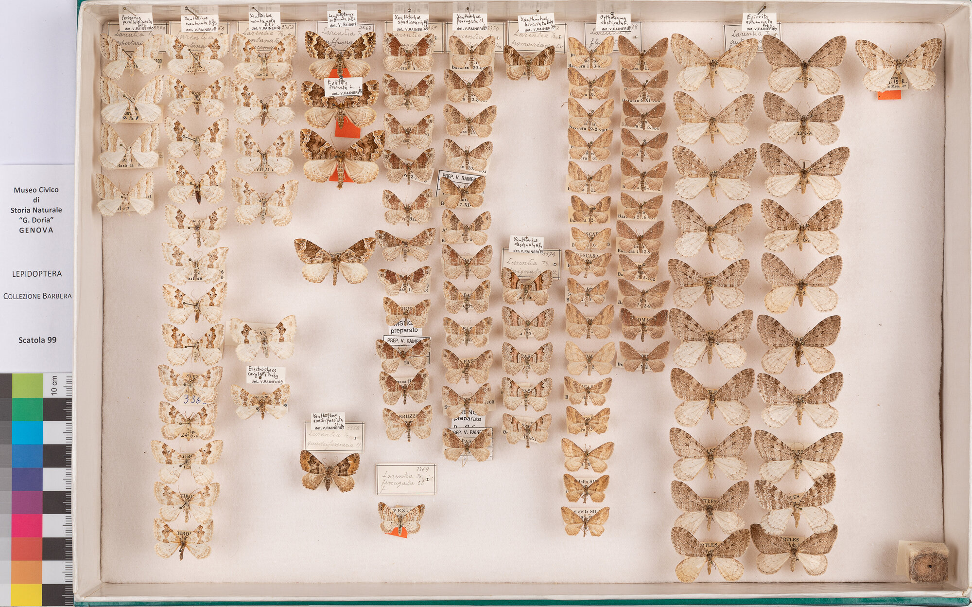 Scatola di farfalle (insieme)