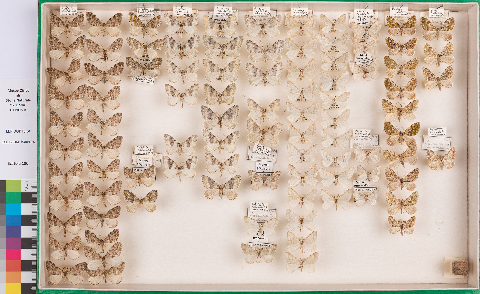 Scatola di farfalle (insieme)