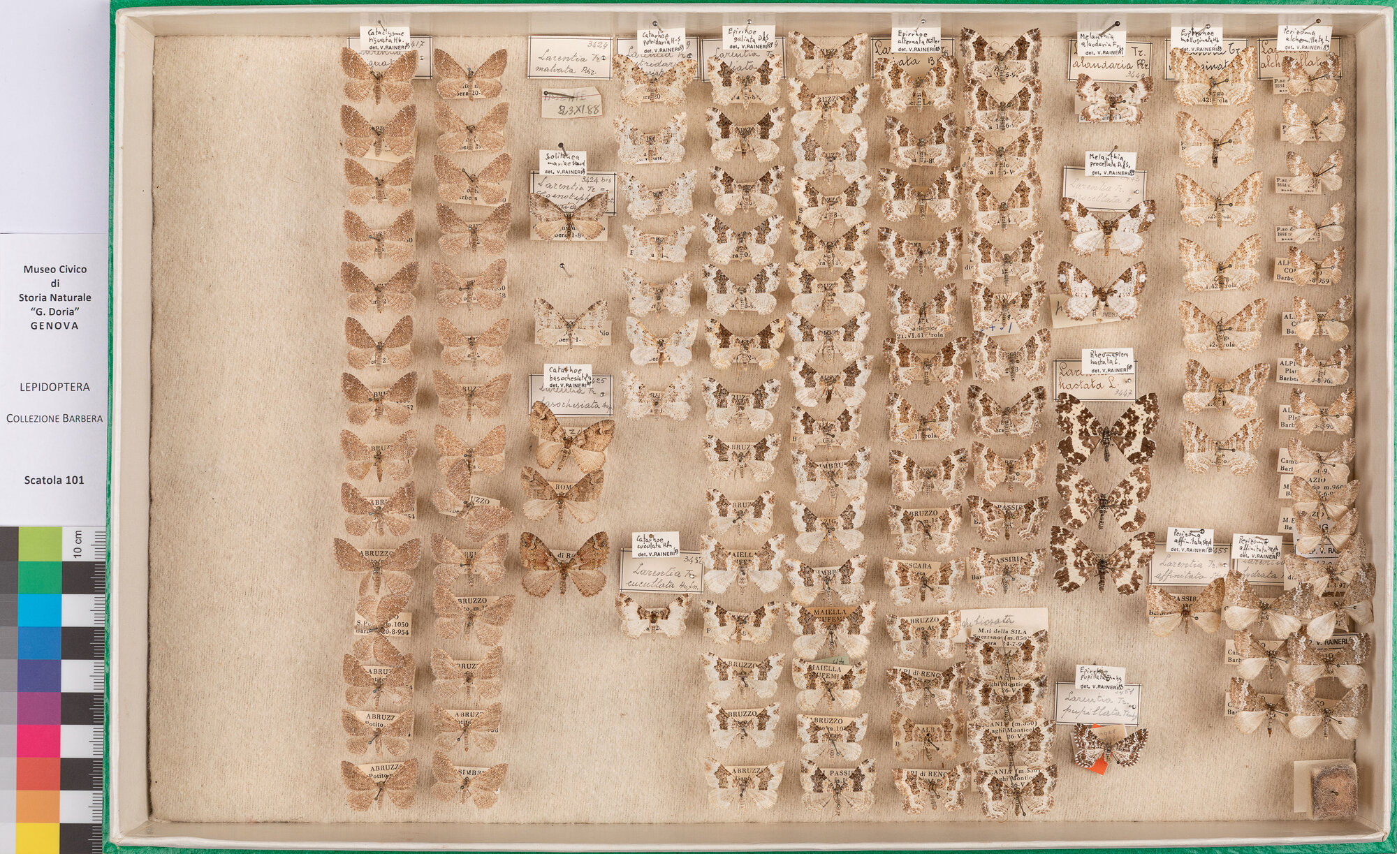 Scatola di farfalle (insieme)