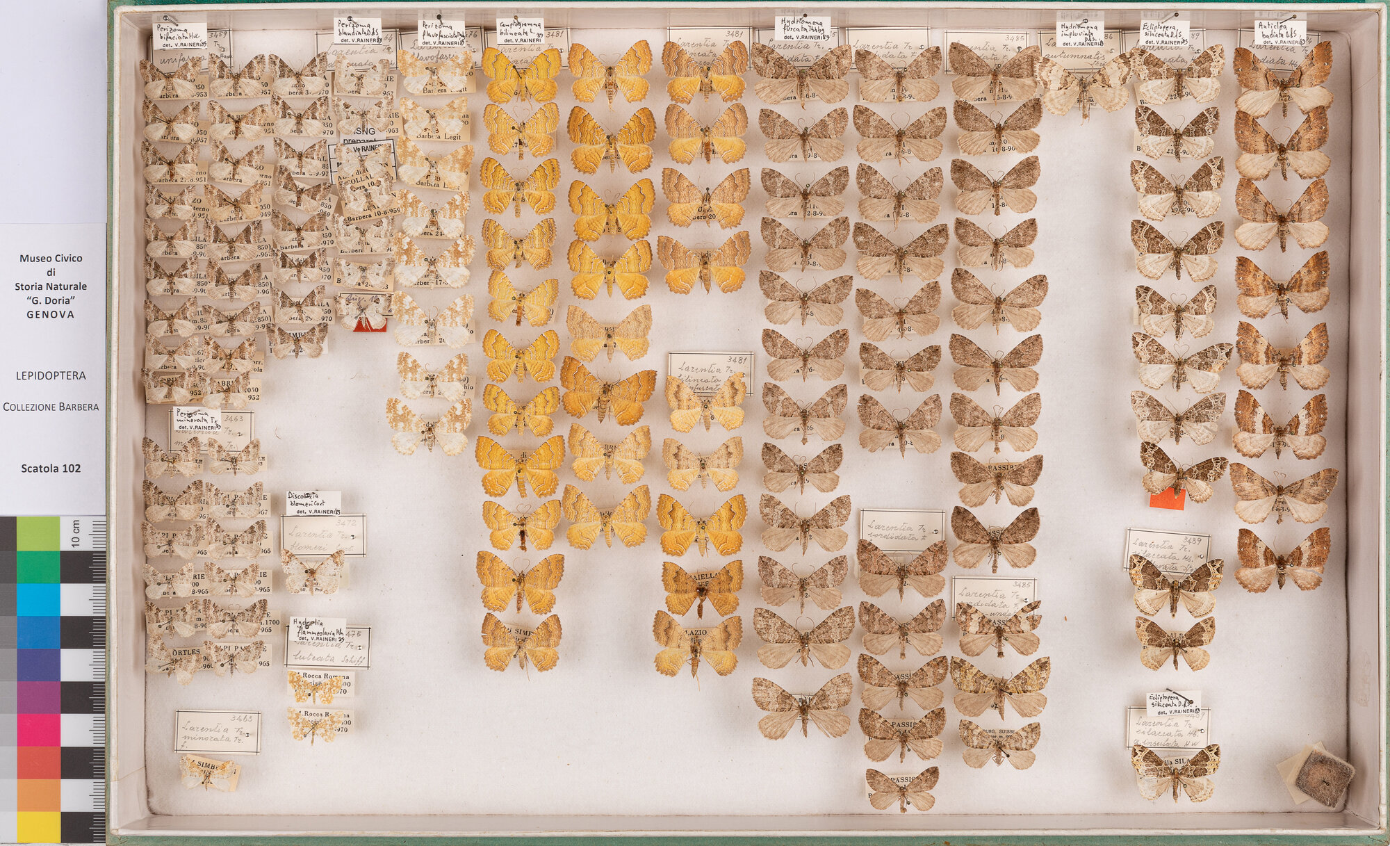 Scatola di farfalle (insieme)