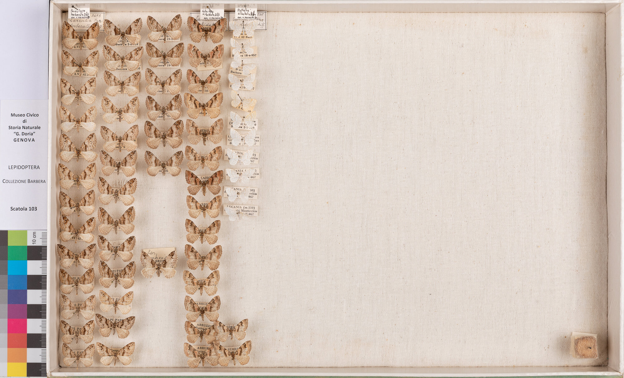 Scatola di farfalle (insieme)