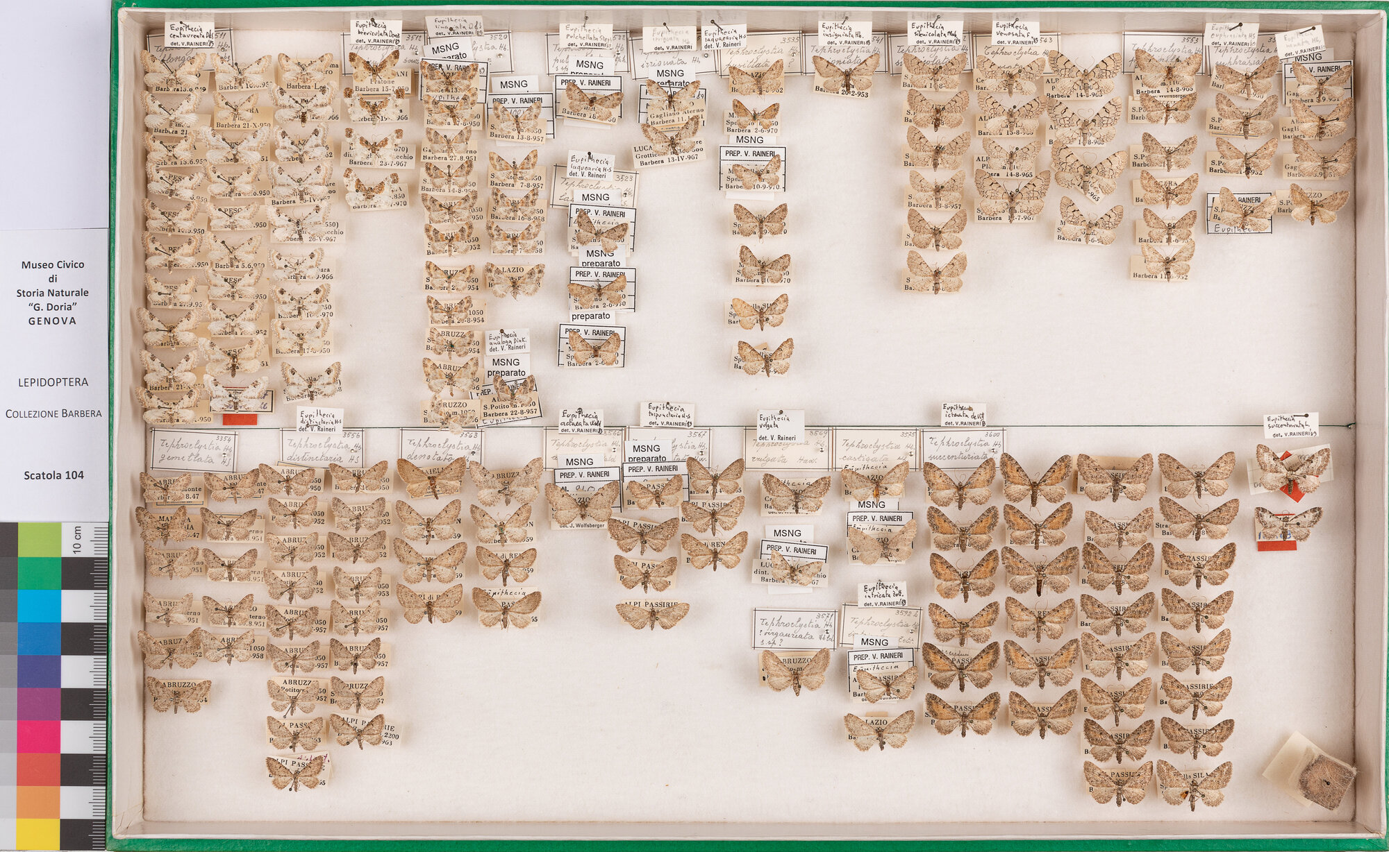 Scatola di farfalle (insieme)