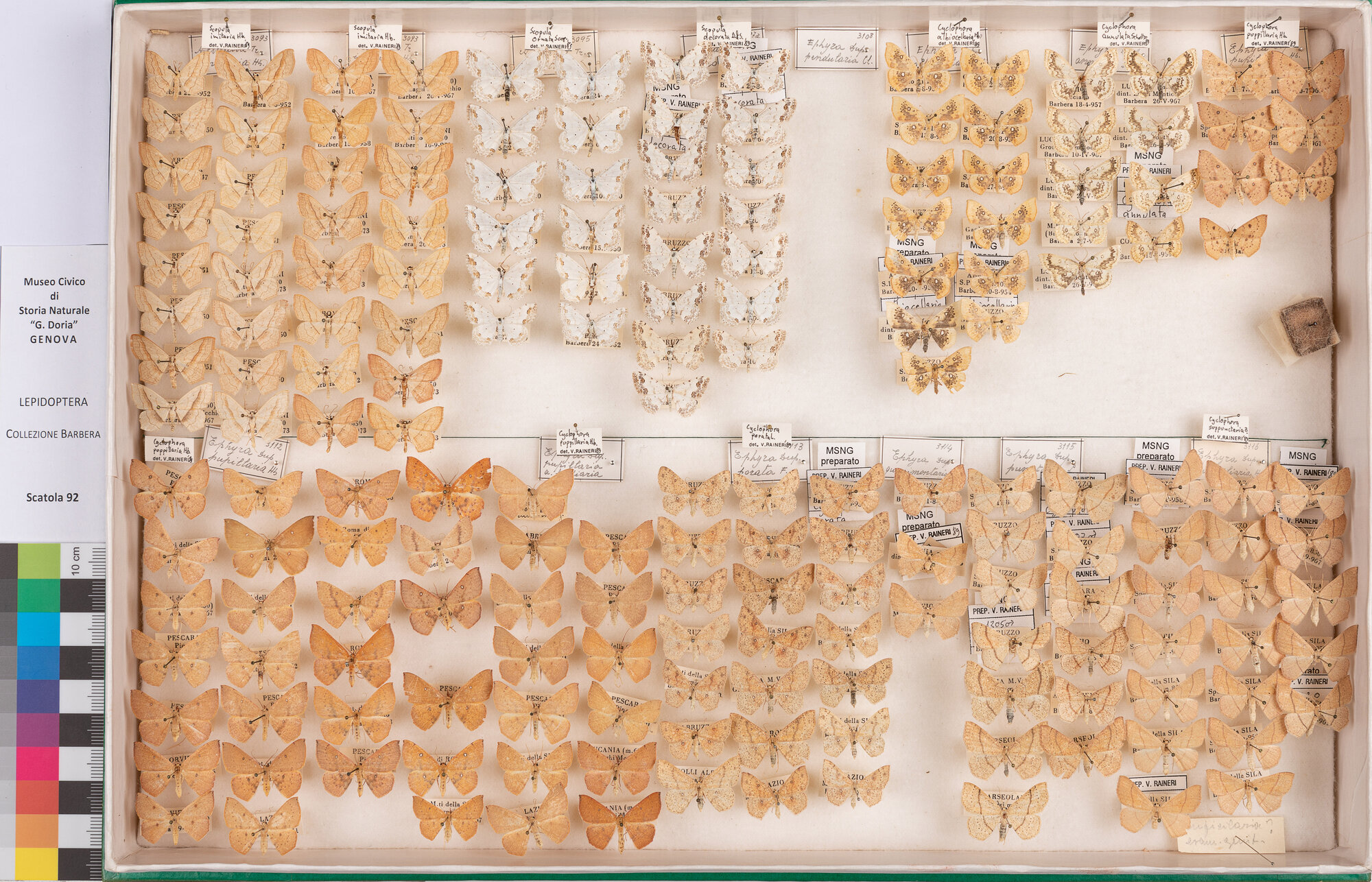 Scatola di farfalle (insieme)