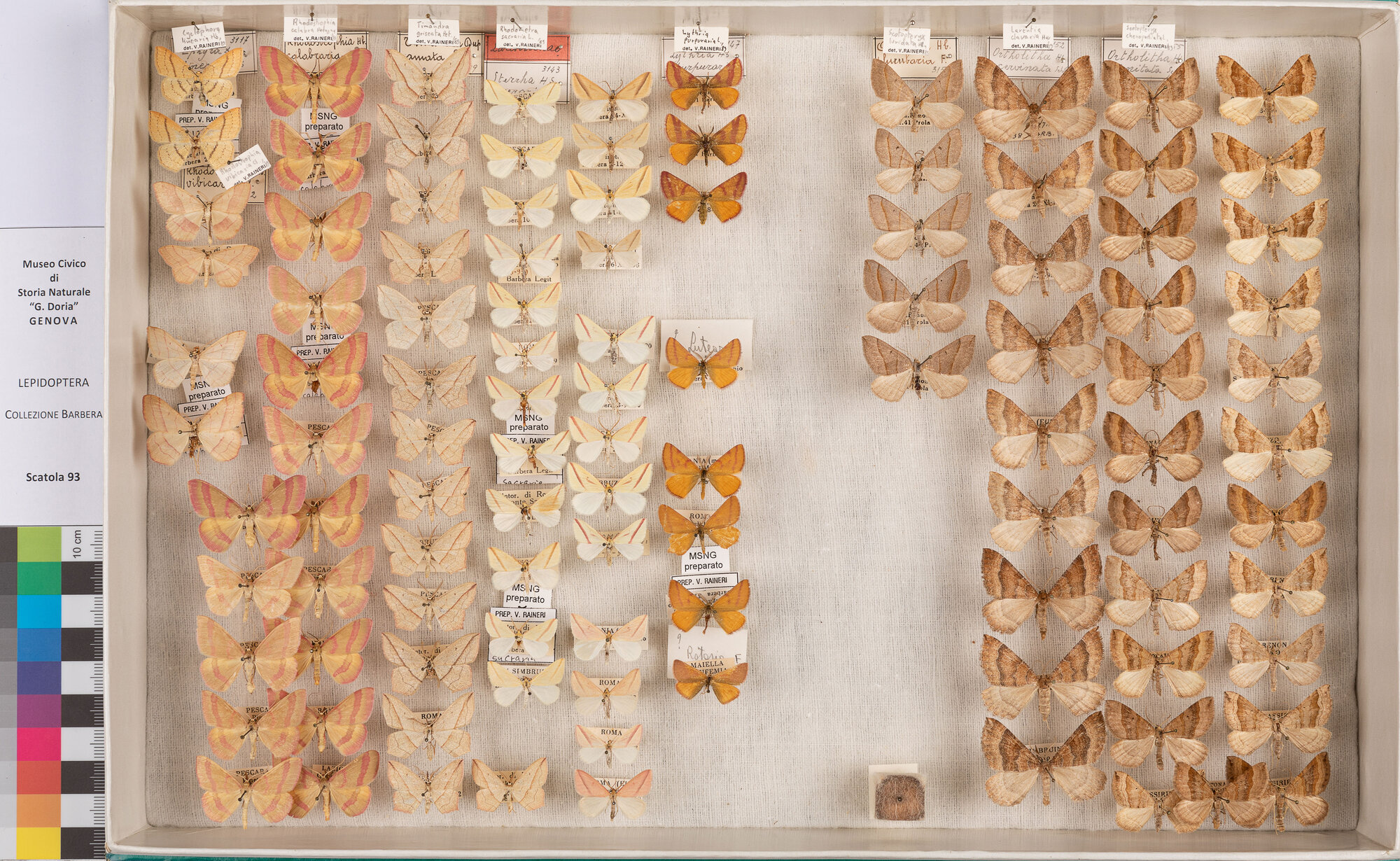 Scatola di farfalle (insieme)