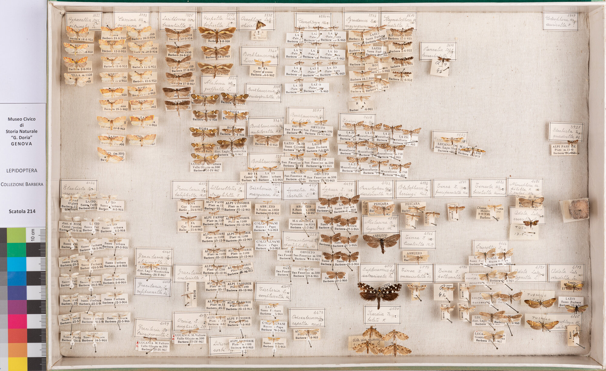 Scatola di farfalle (insieme)