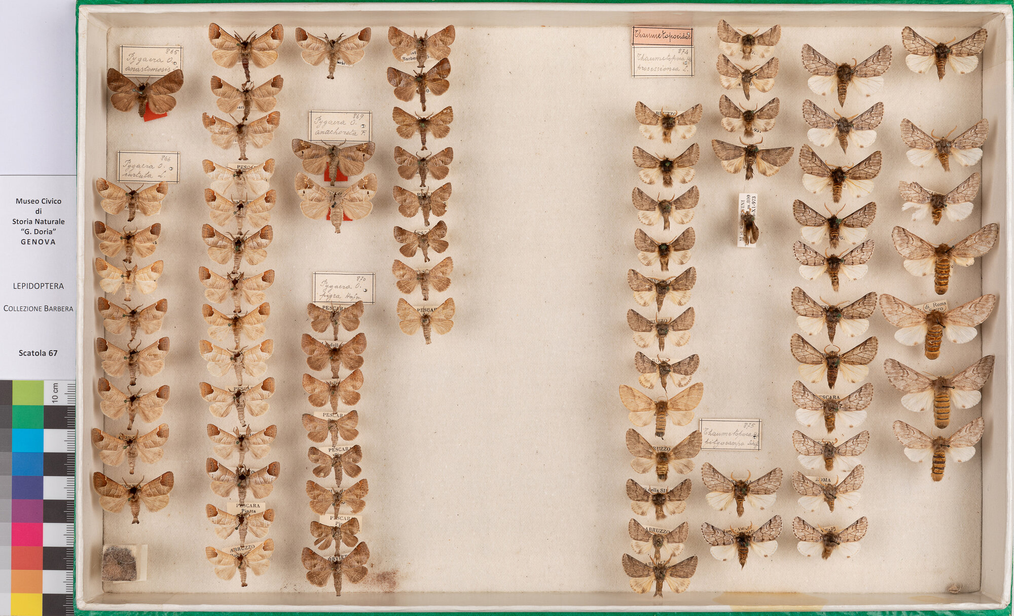 Scatola di farfalle (insieme)