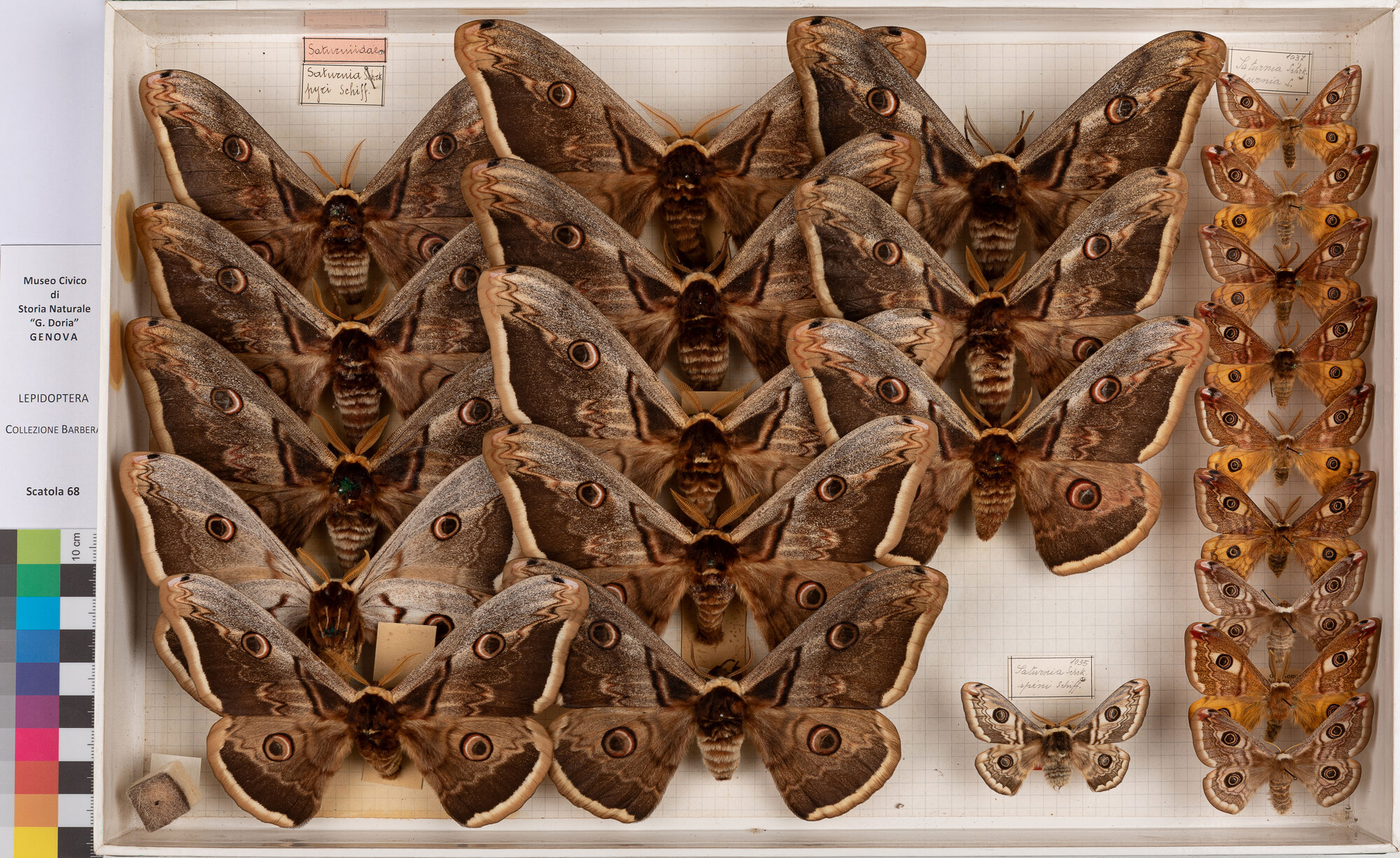 Scatola di farfalle (insieme)