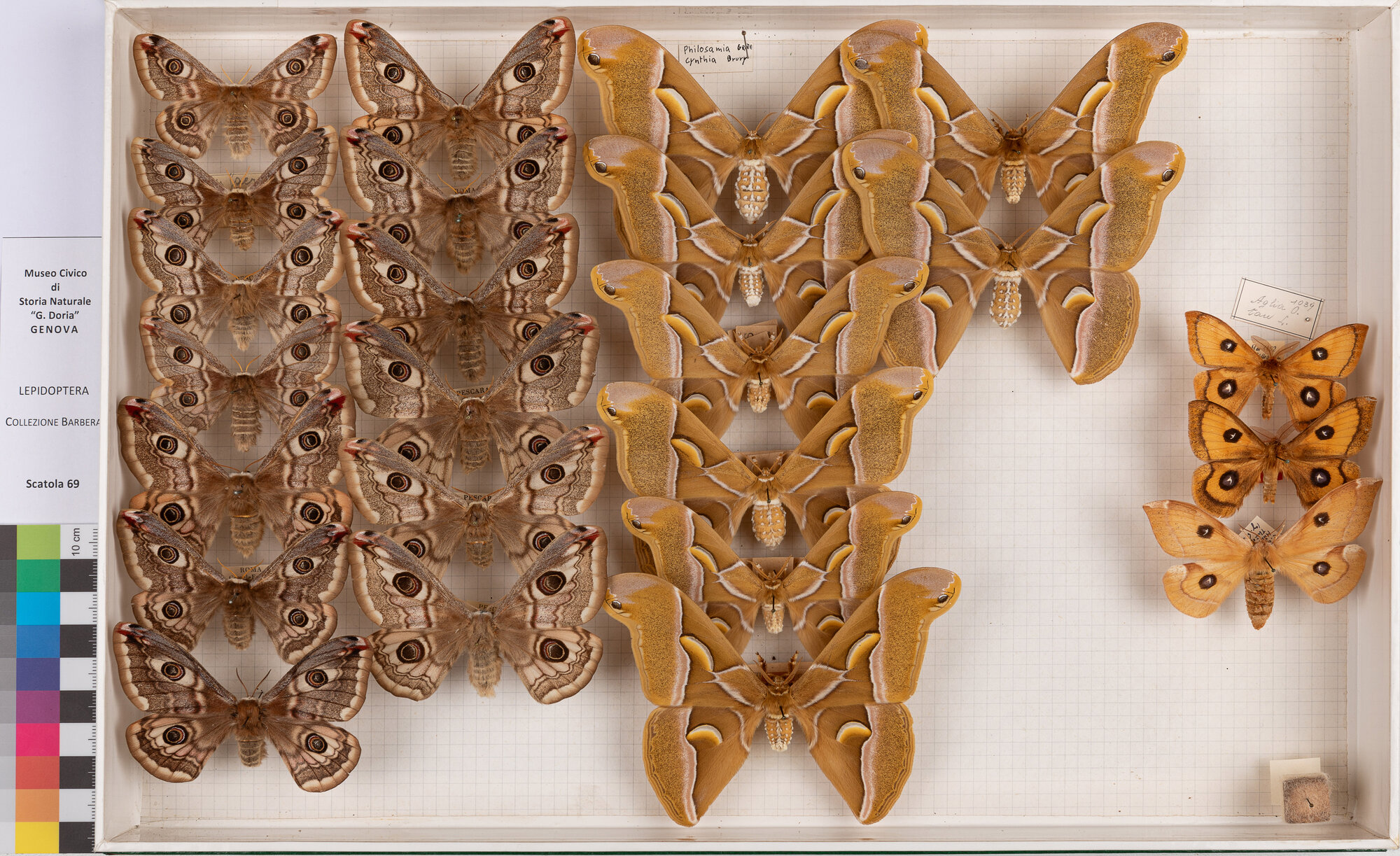 Scatola di farfalle (insieme)