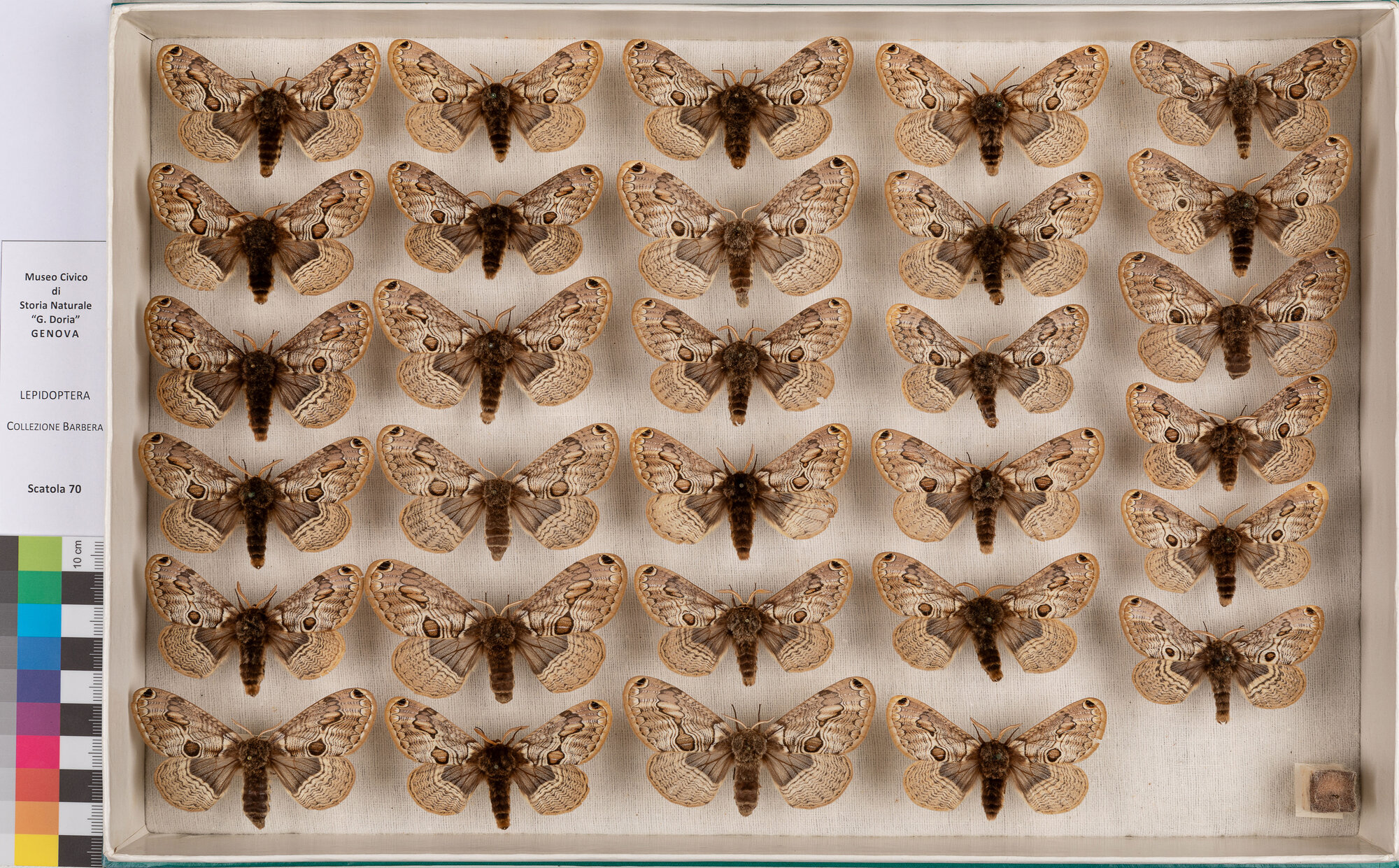 Scatola di farfalle (insieme)