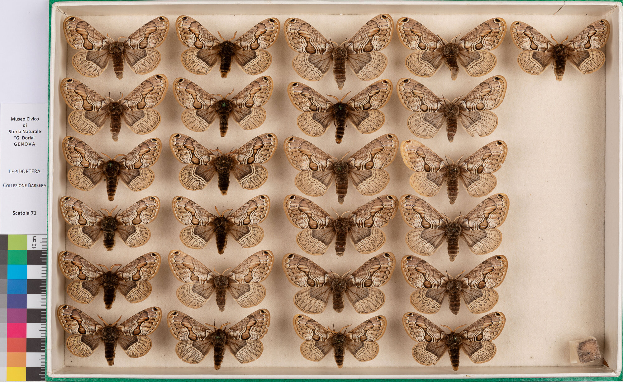 Scatola di farfalle (insieme)