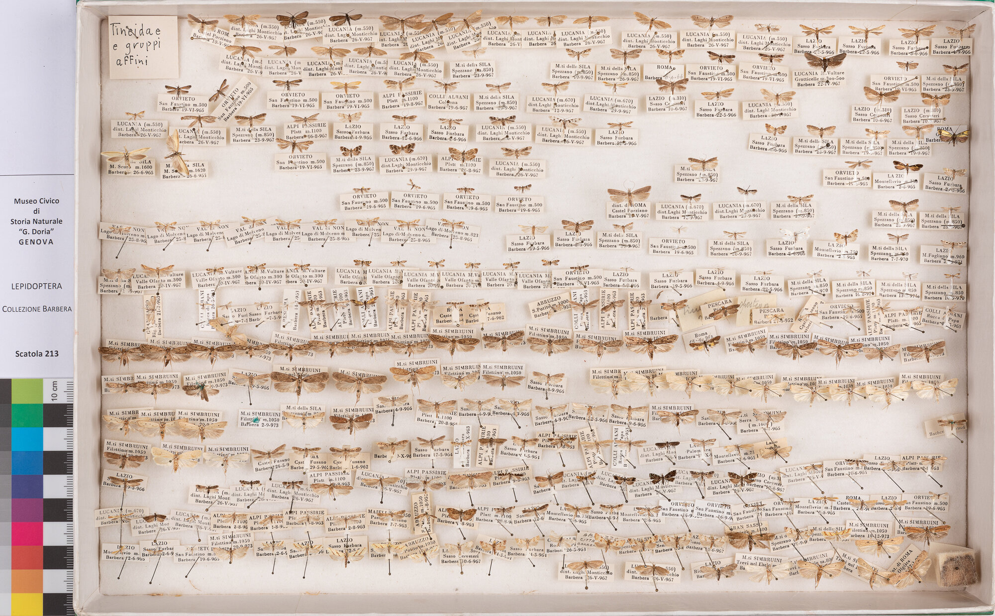 Scatola di farfalle (insieme)