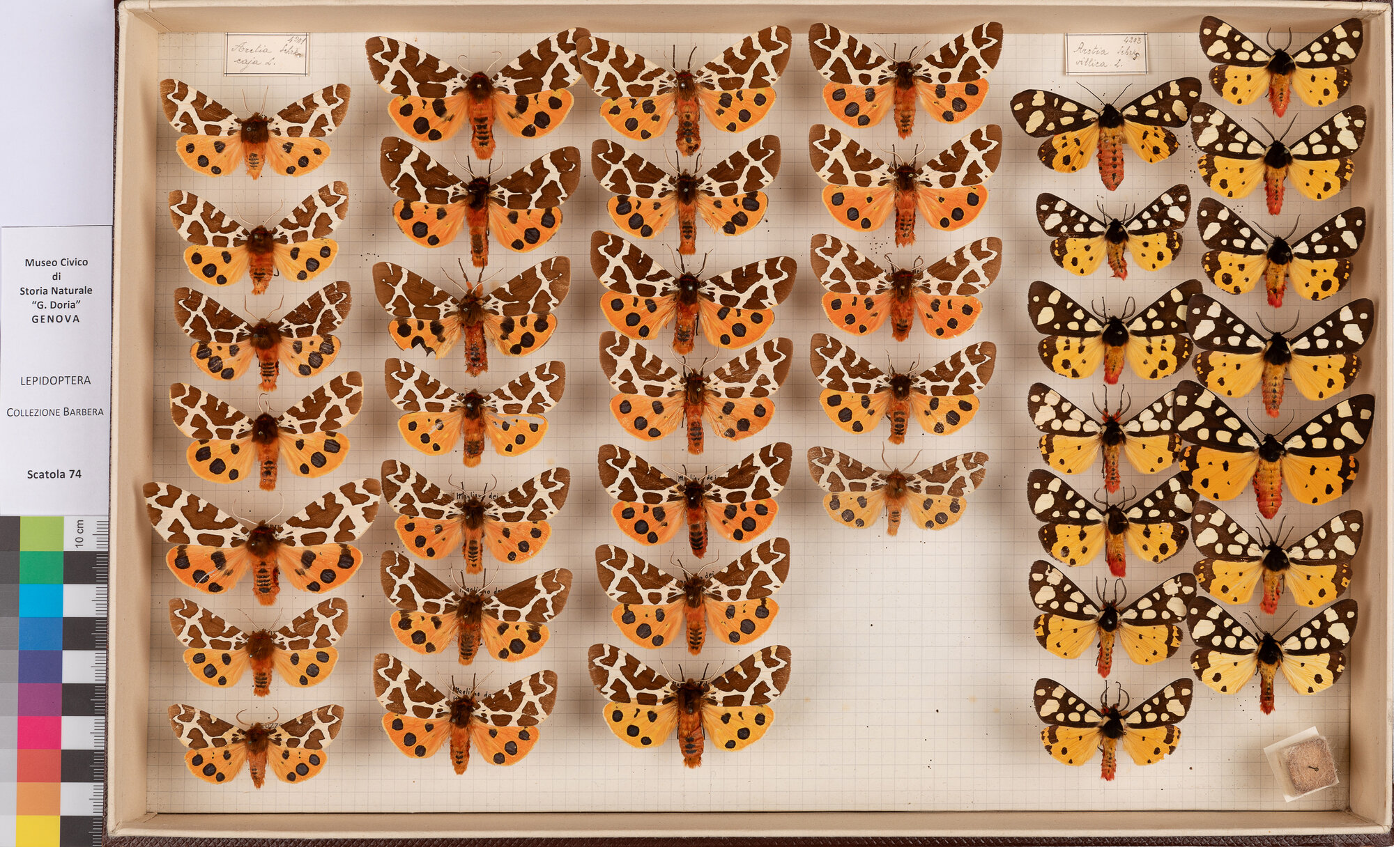 Scatola di farfalle (insieme)