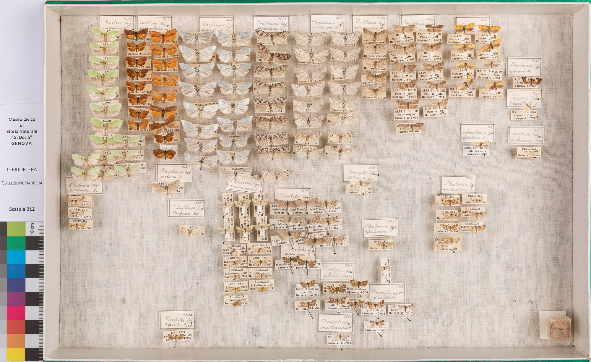 Scatola di farfalle (insieme)