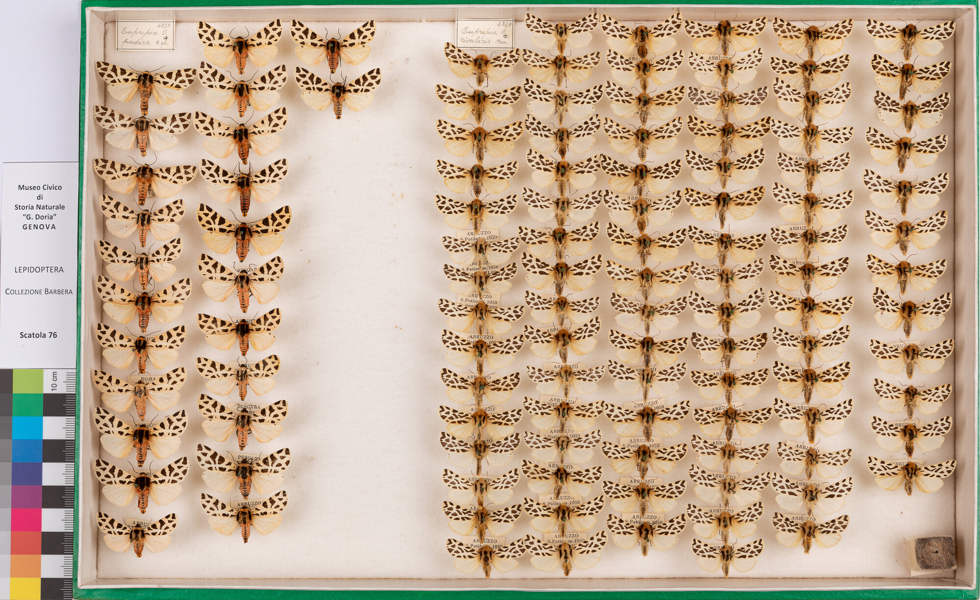 Scatola di farfalle (insieme)