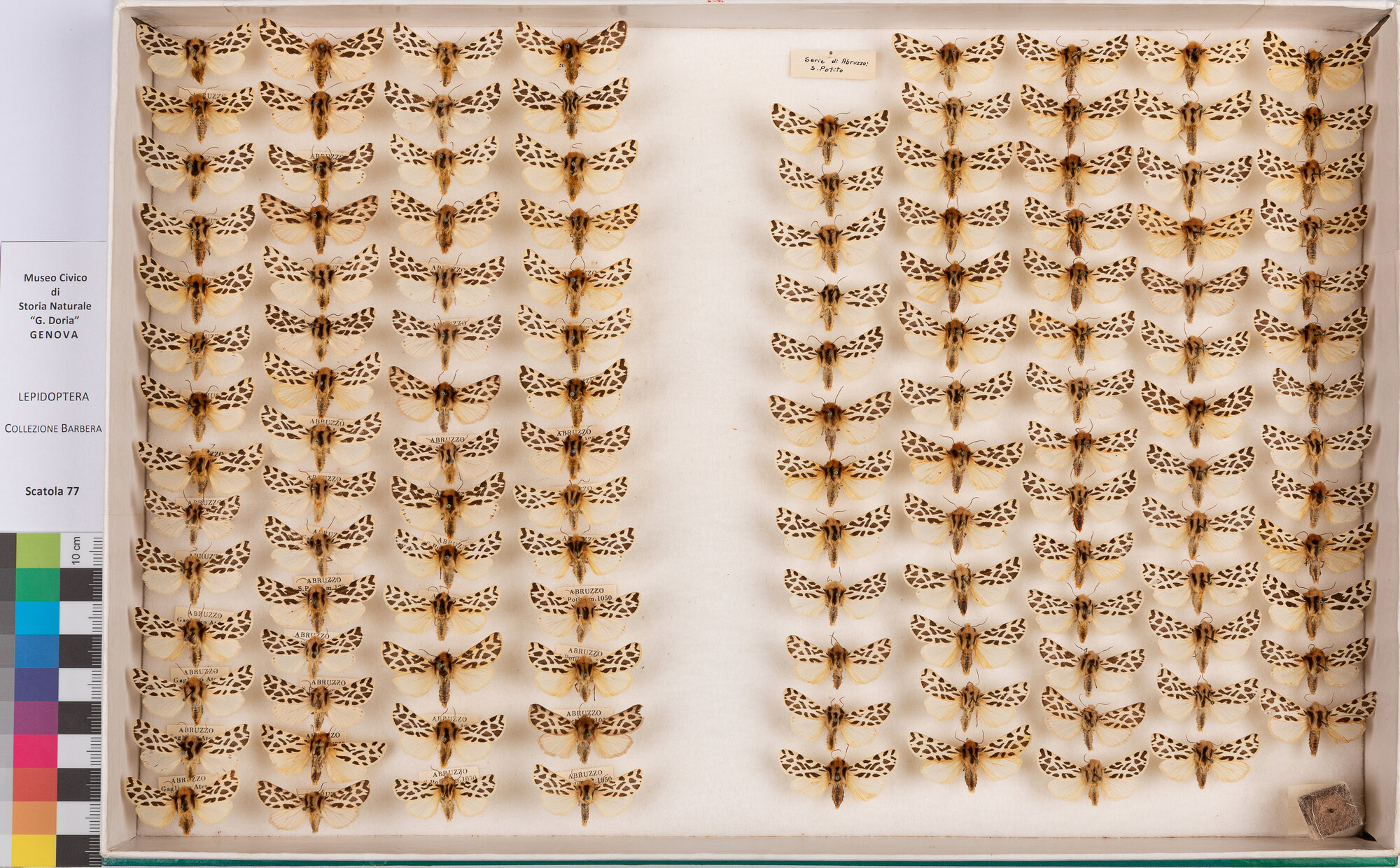 Scatola di farfalle (insieme)