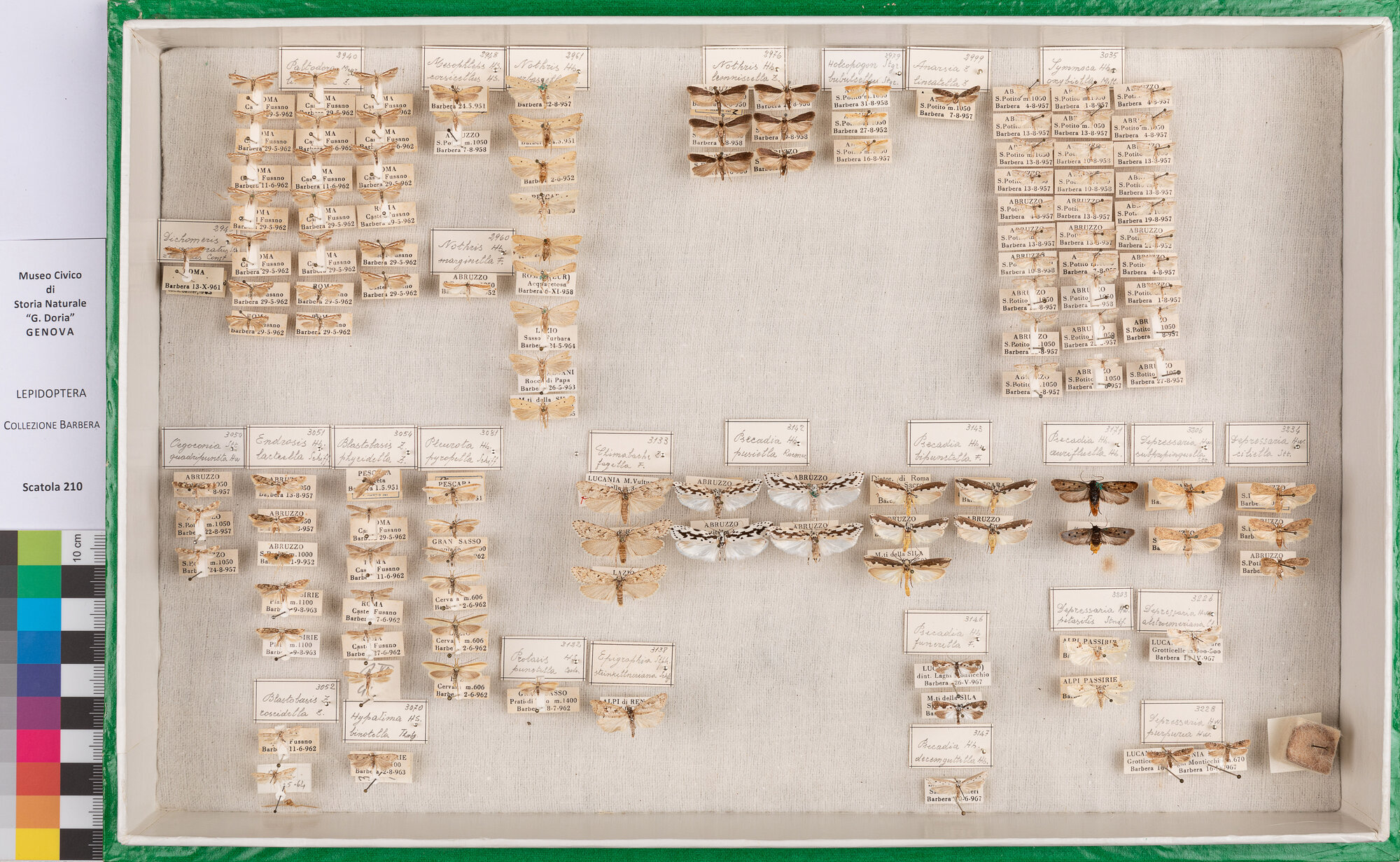 Scatola di farfalle (insieme)