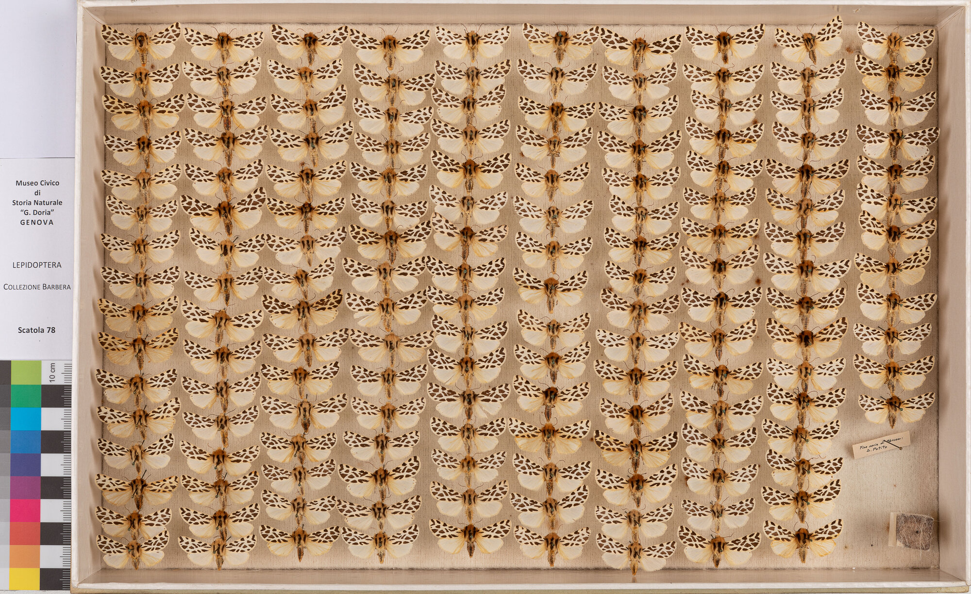 Scatola di farfalle (insieme)