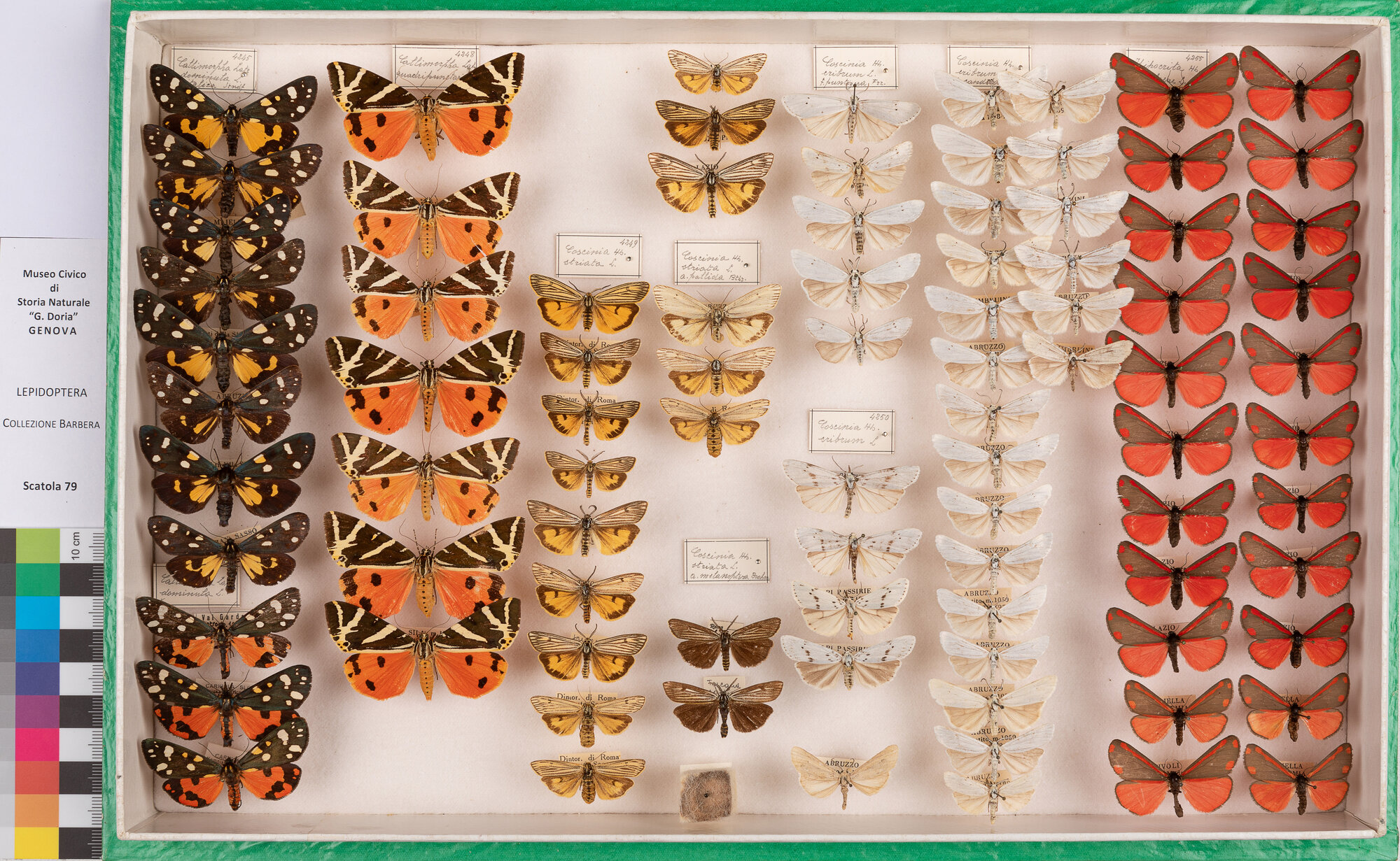 Scatola di farfalle (insieme)