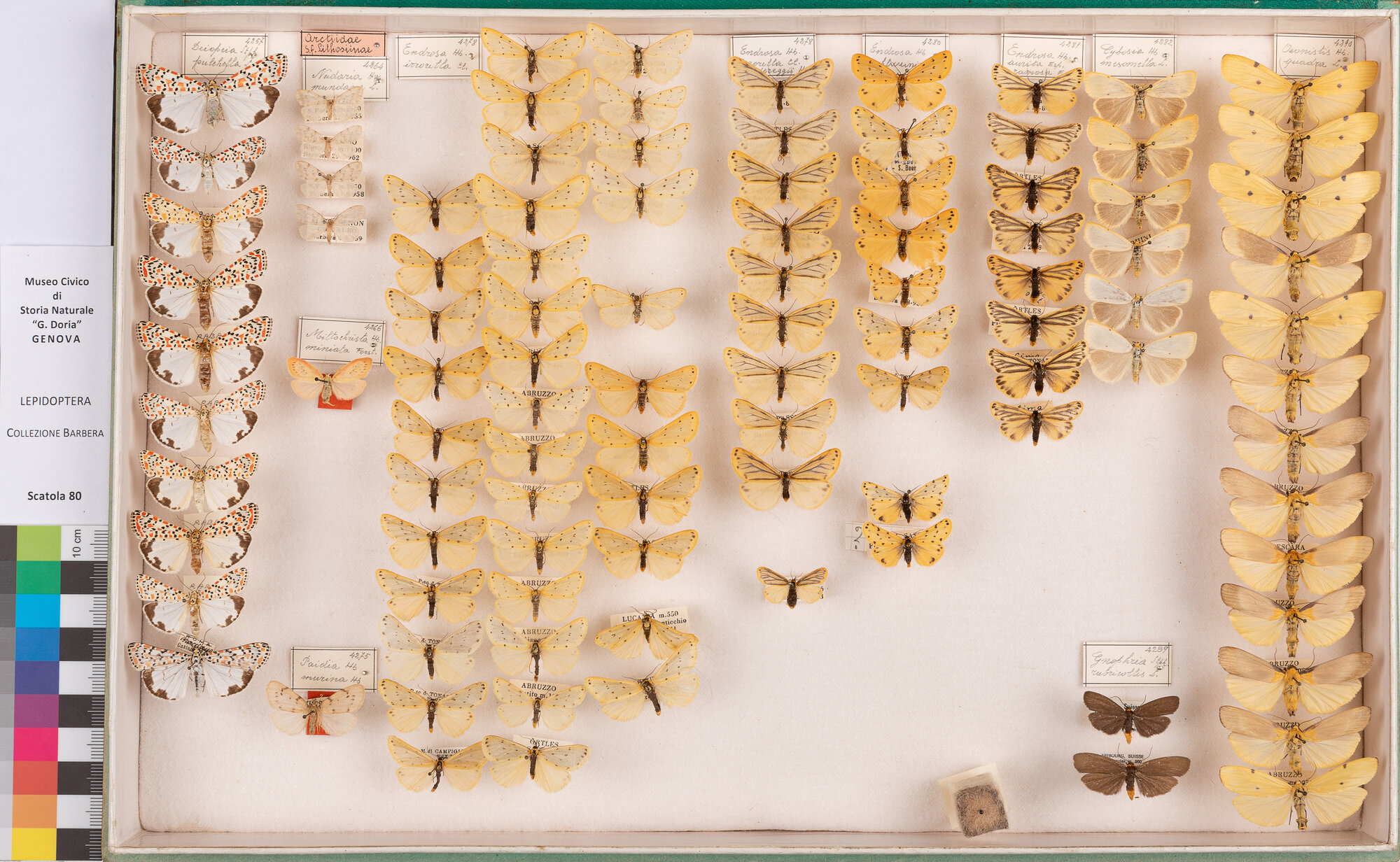 Scatola di farfalle (insieme)